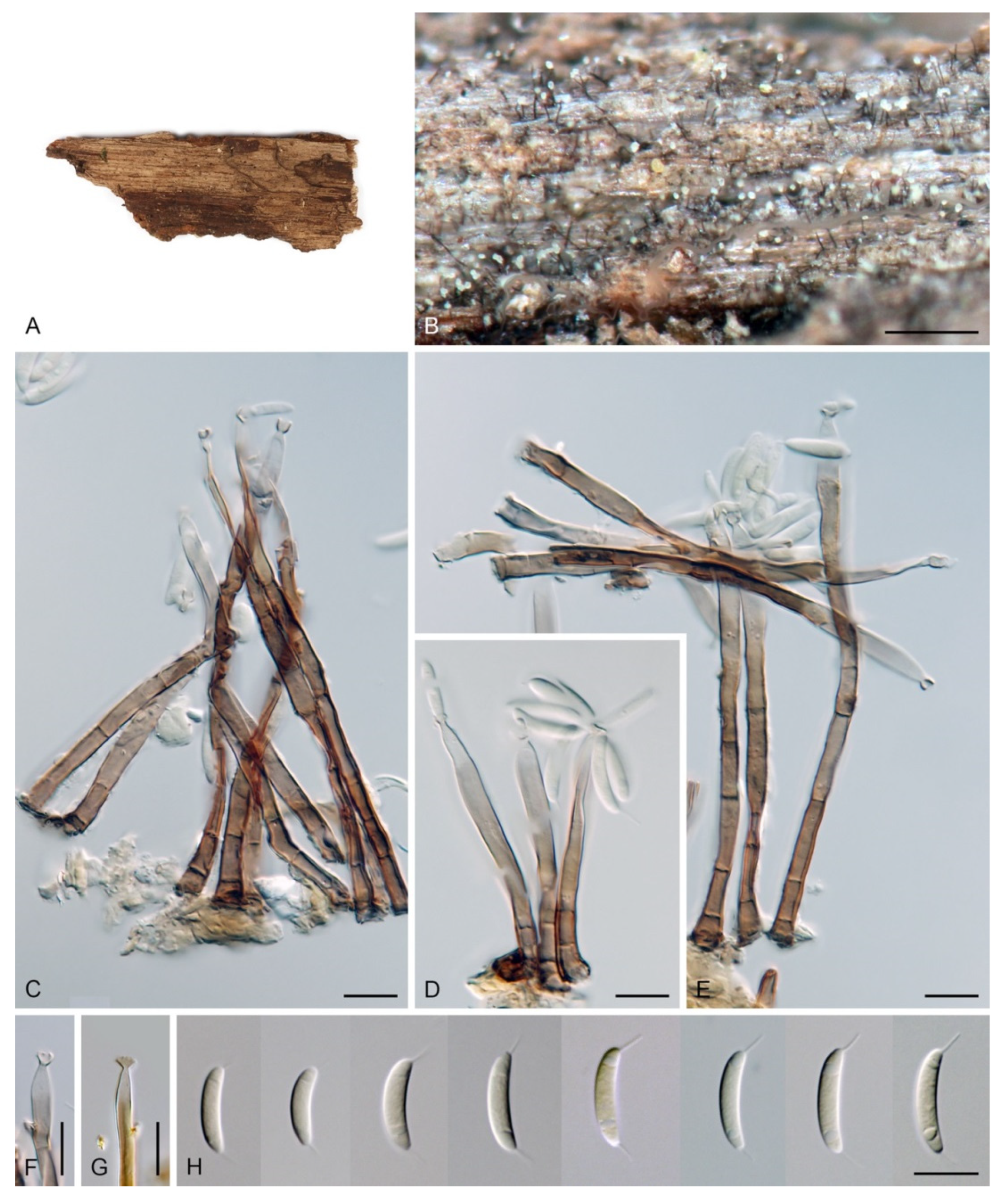 Jof 07 01097 g043 Jof 07 01097 g043