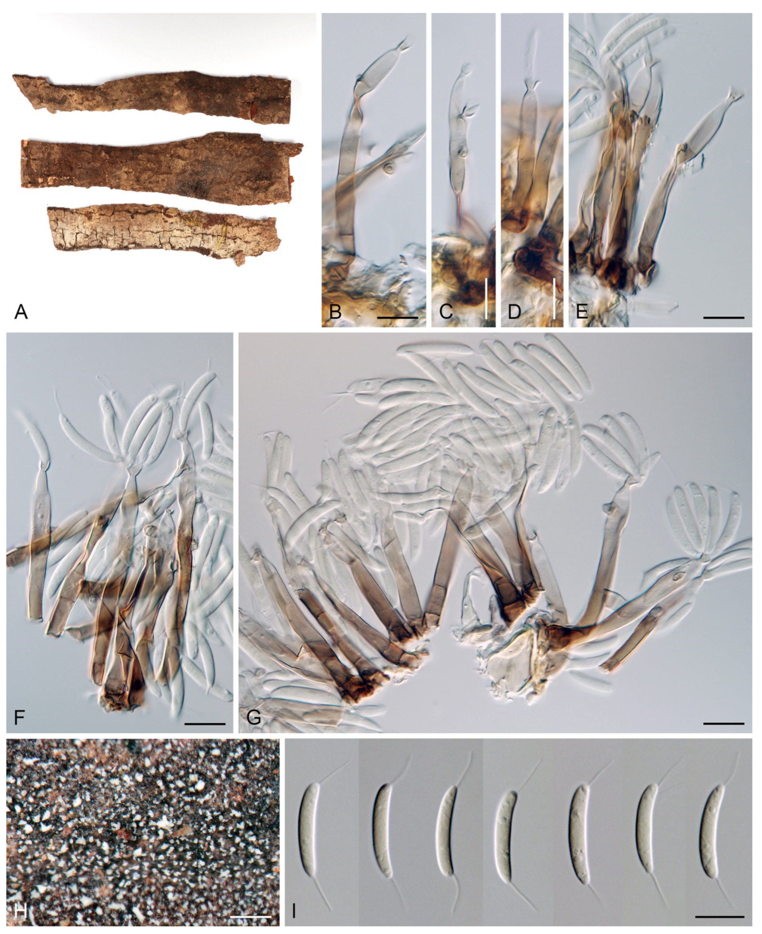 Jof 07 01097 g044 Jof 07 01097 g044