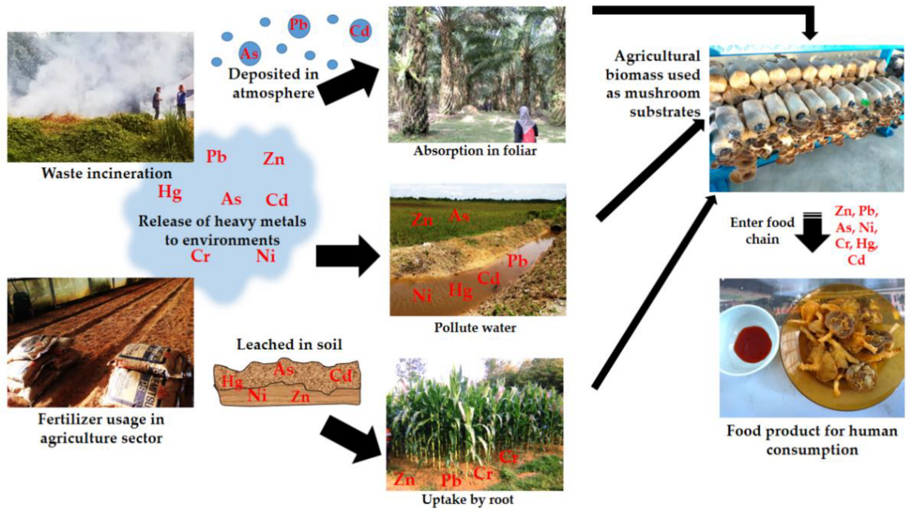 Jof 08 00042 g001 Jof 08 00042 g001