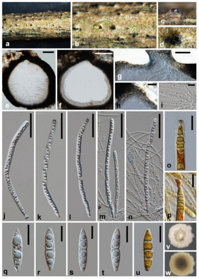 Jof 08 00076 g005 550