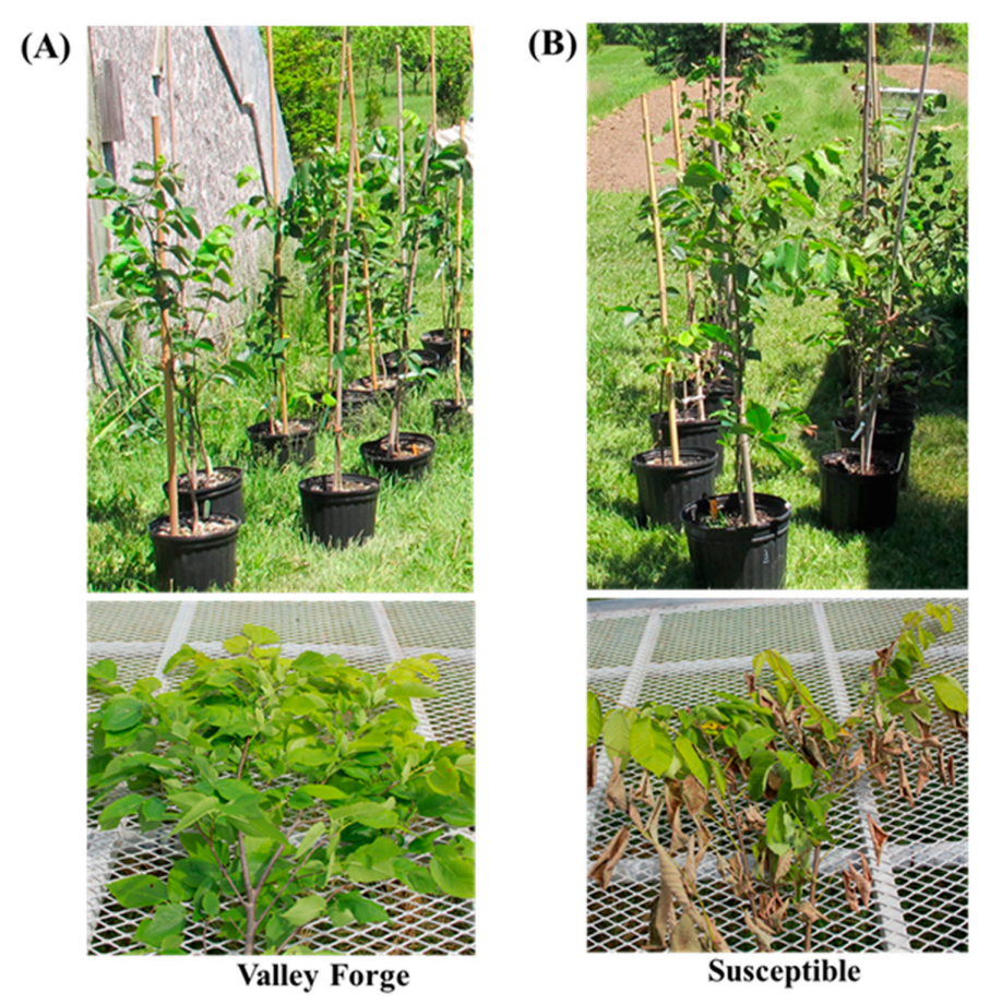 Jof 08 00120 g001 Jof 08 00120 g001