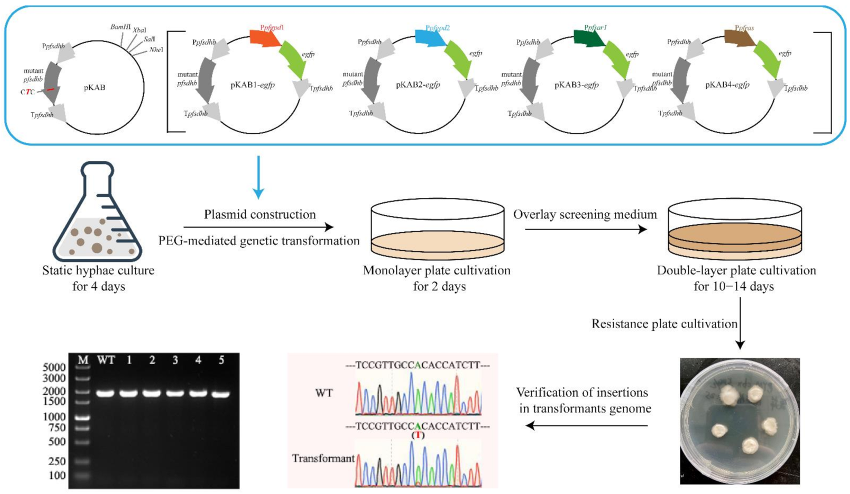 Jof 08 00186 g001 Jof 08 00186 g001