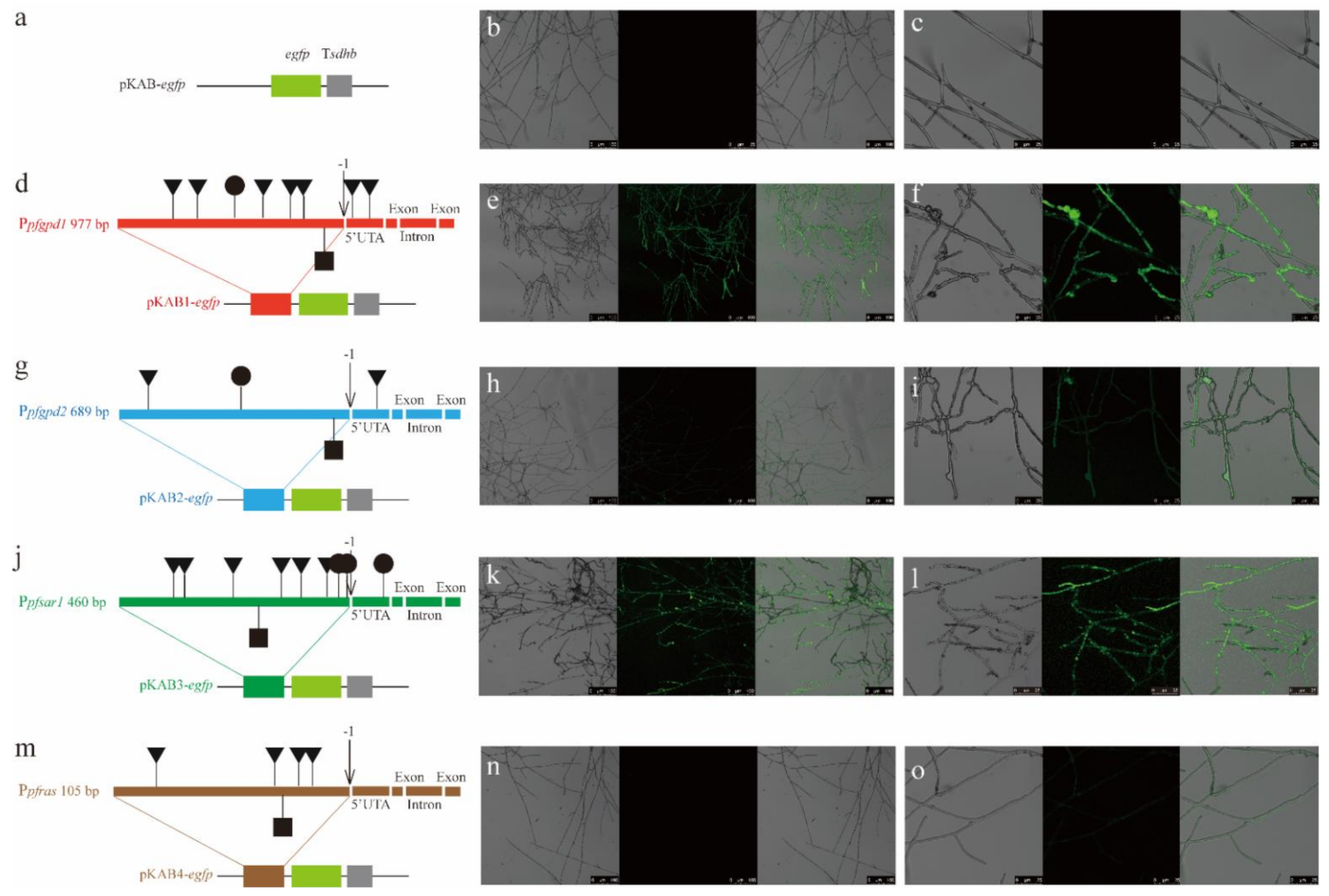 Jof 08 00186 g005 Jof 08 00186 g005