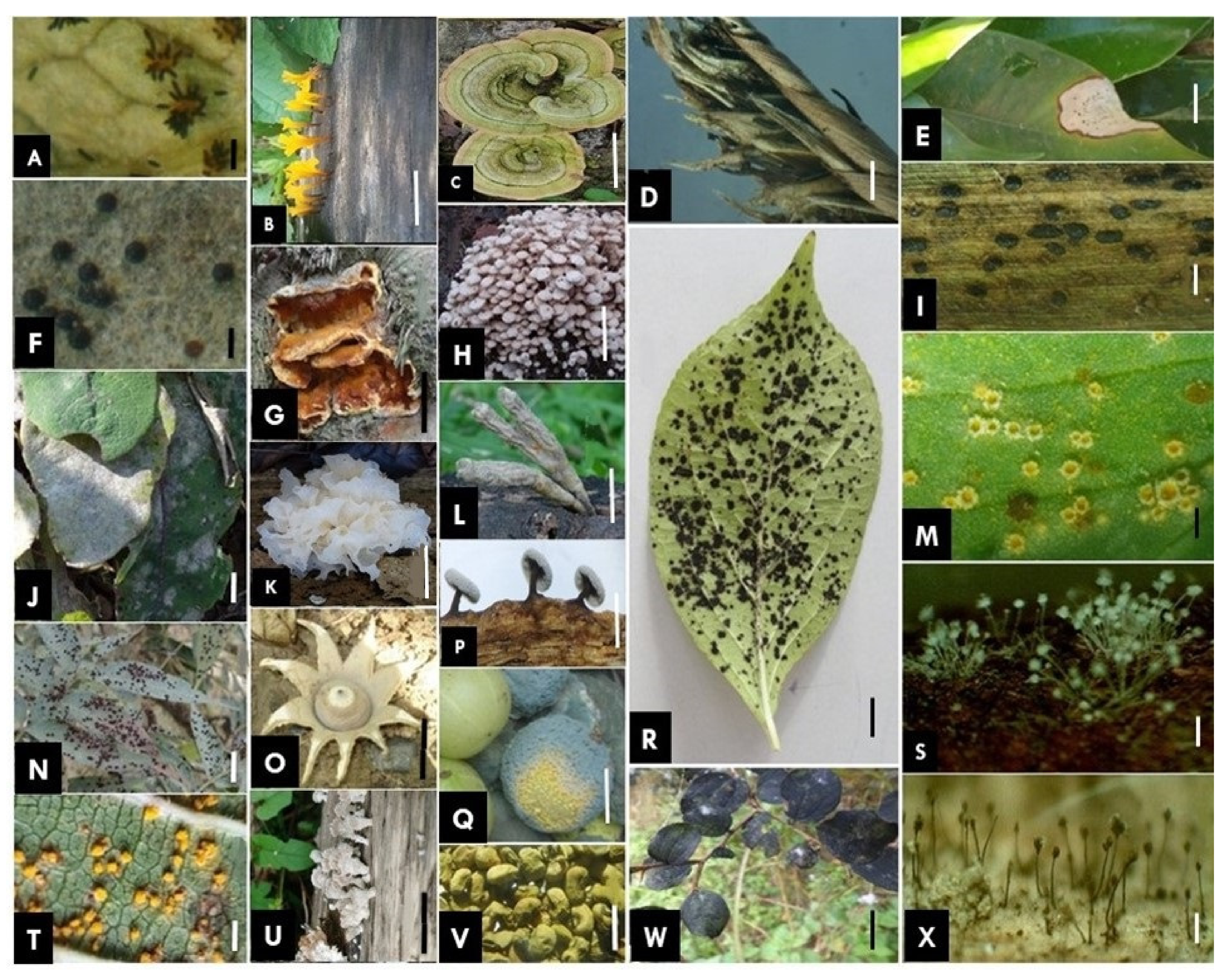 Jof 08 00226 g001 Jof 08 00226 g001