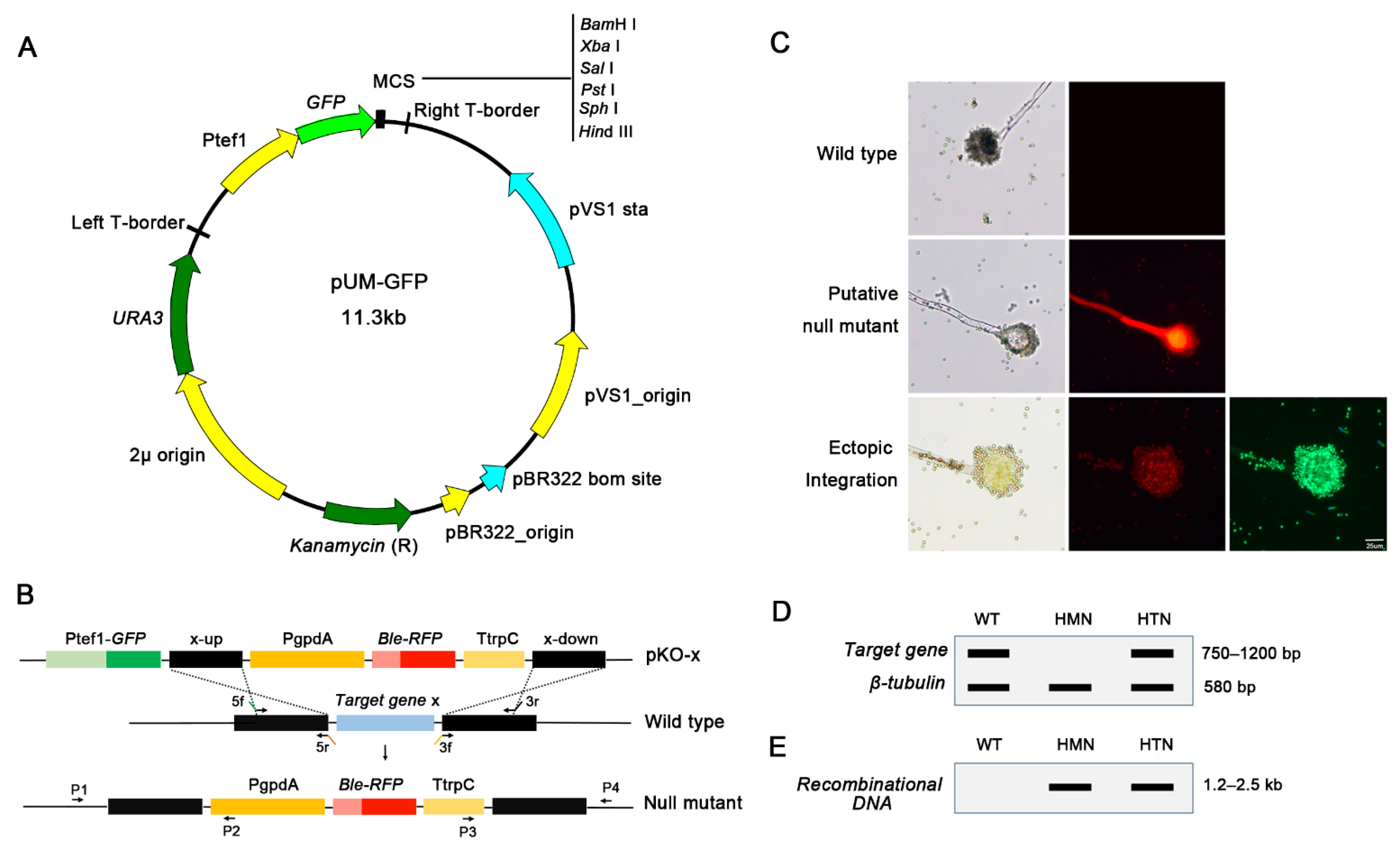 Jof 08 00356 g002 Jof 08 00356 g002