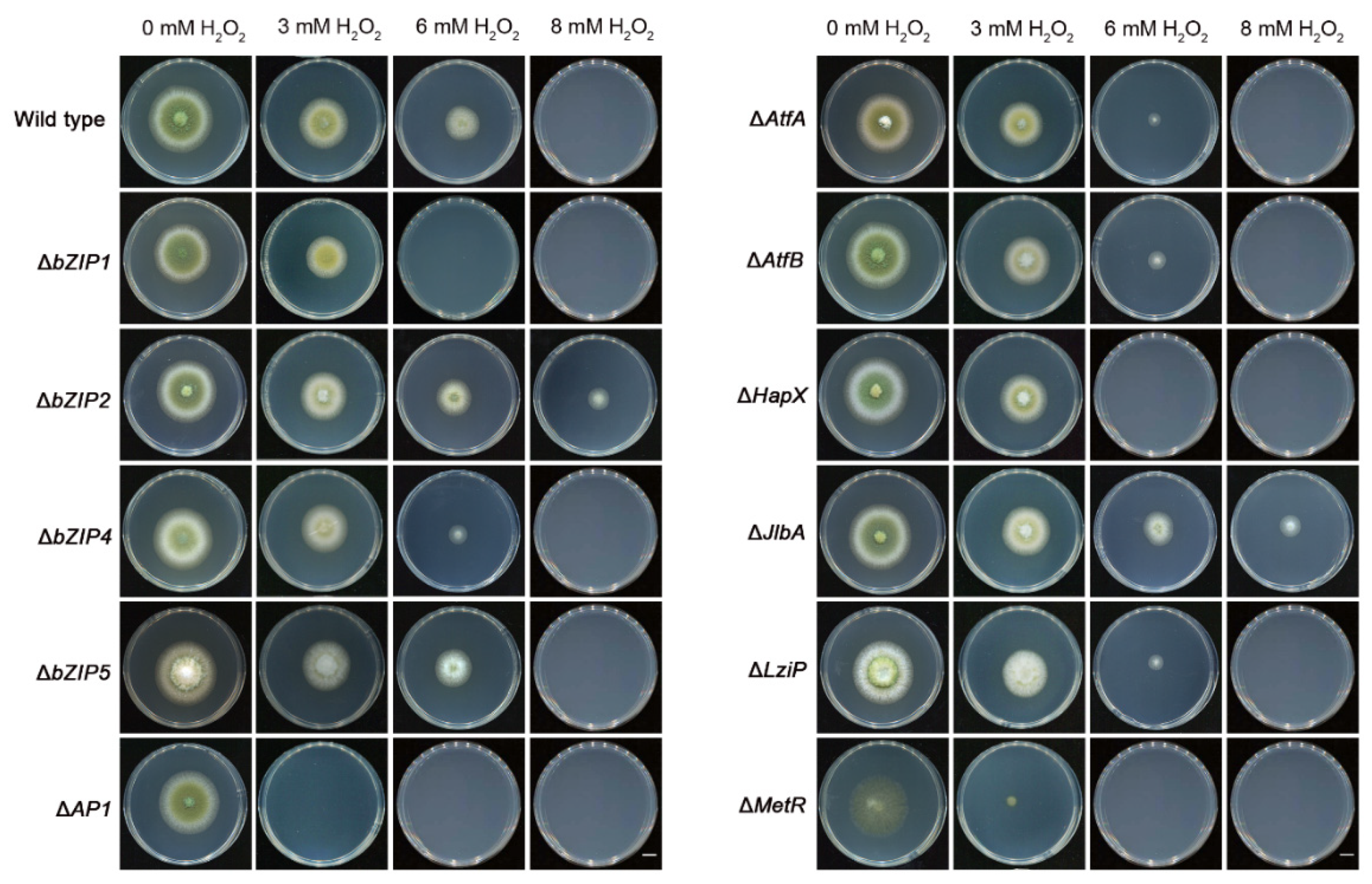 Jof 08 00356 g008 Jof 08 00356 g008