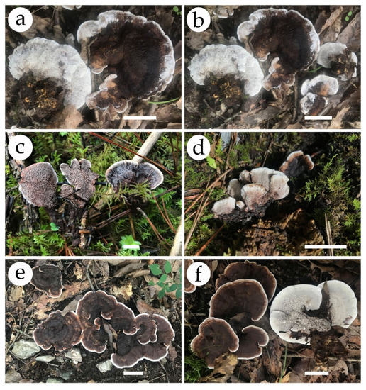 Jof 08 00429 g003 550