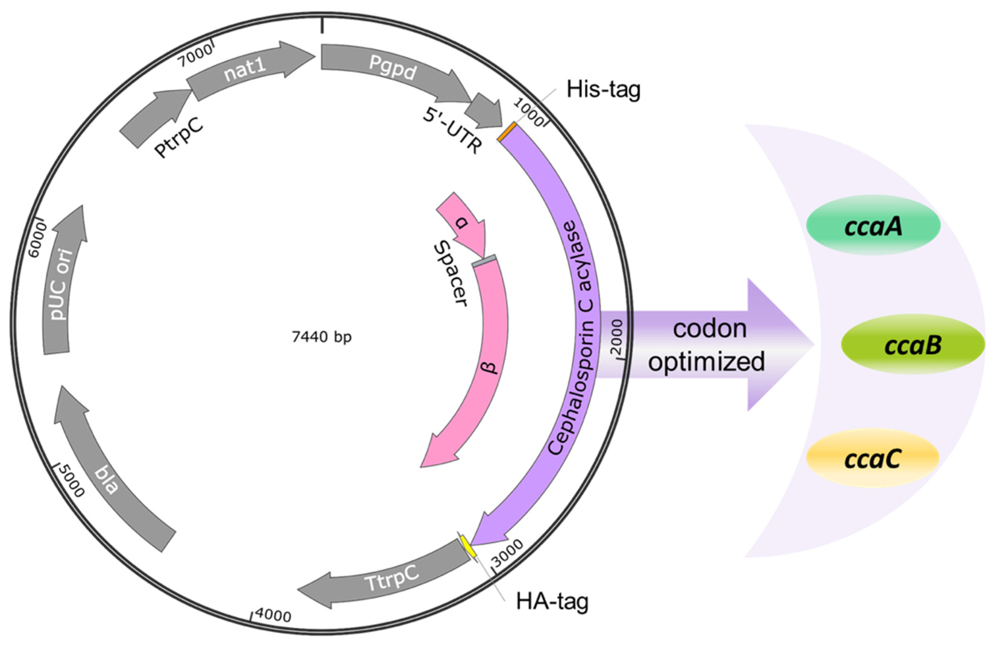 Jof 08 00450 g002 Jof 08 00450 g002