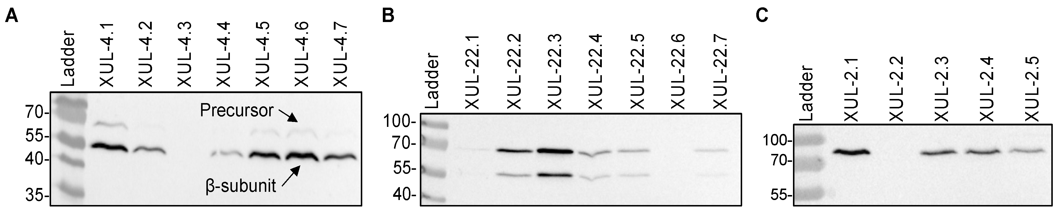 Jof 08 00450 g003 Jof 08 00450 g003