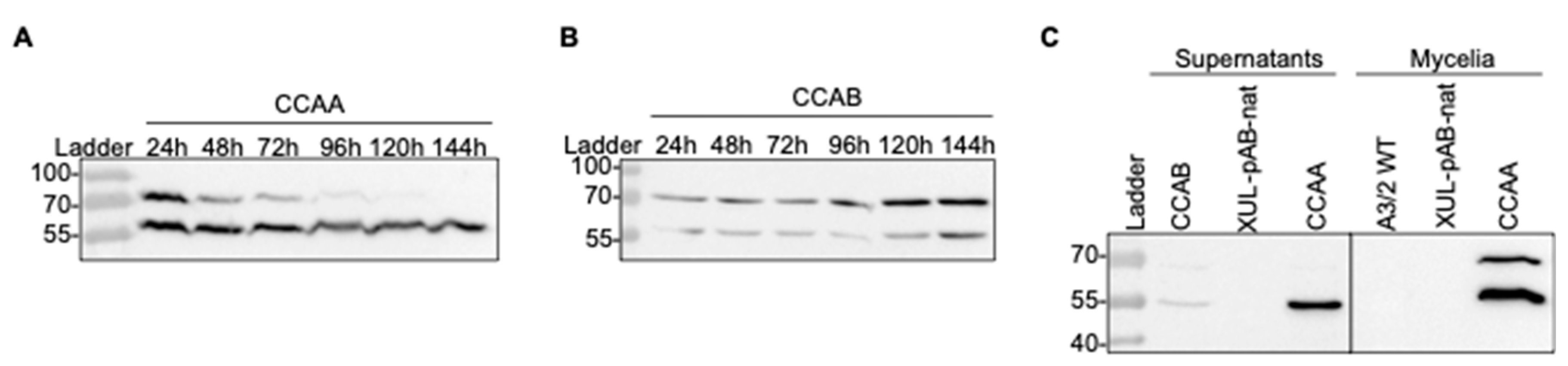 Jof 08 00450 g006 Jof 08 00450 g006