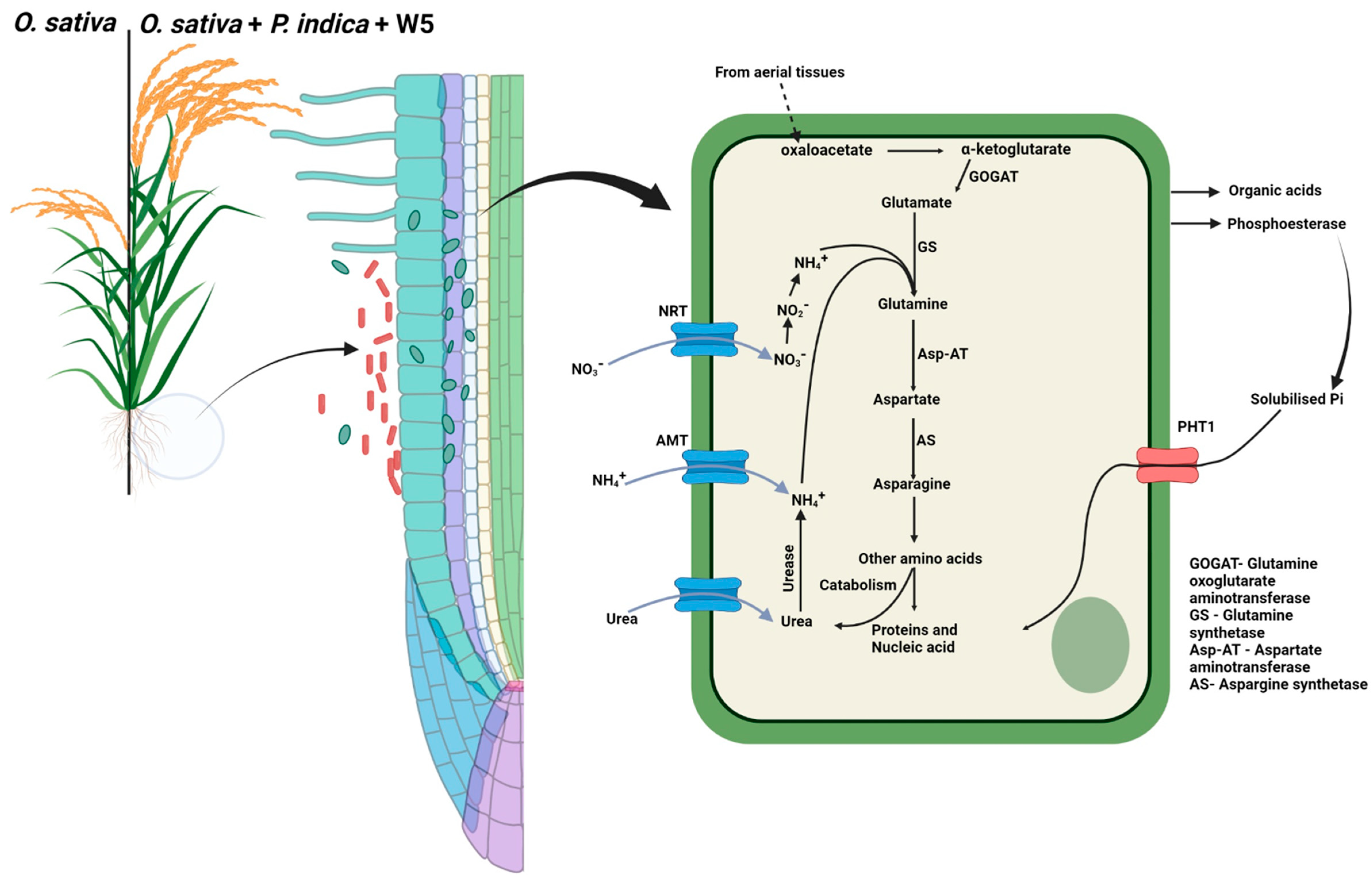 Jof 08 00453 g007 Jof 08 00453 g007