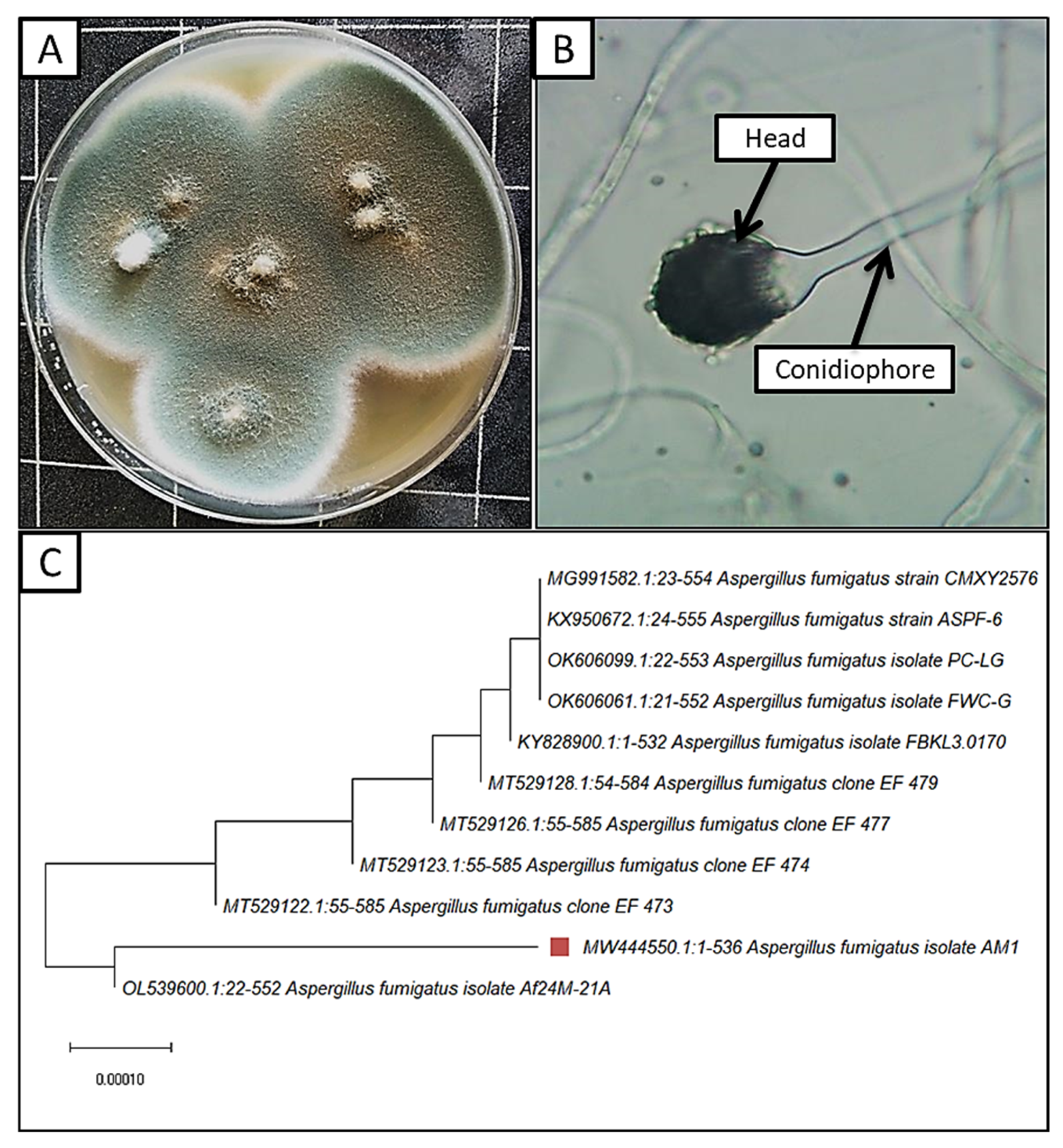 Jof 08 00482 g002 Jof 08 00482 g002