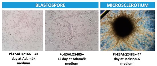 Jof 08 00511 g0a1 550