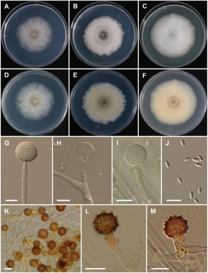 Jof 08 00601 g004 550