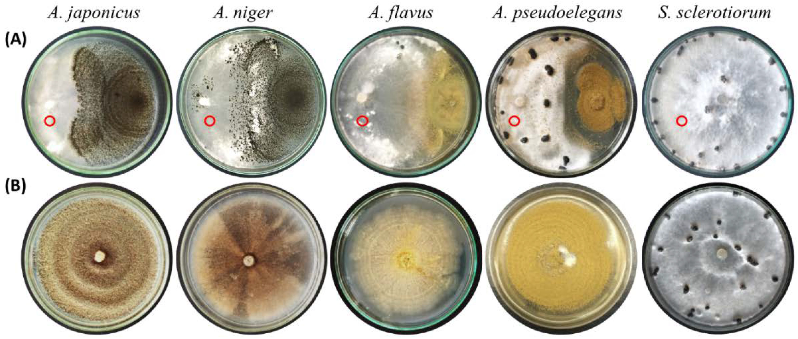 Jof 08 00626 g004 Jof 08 00626 g004