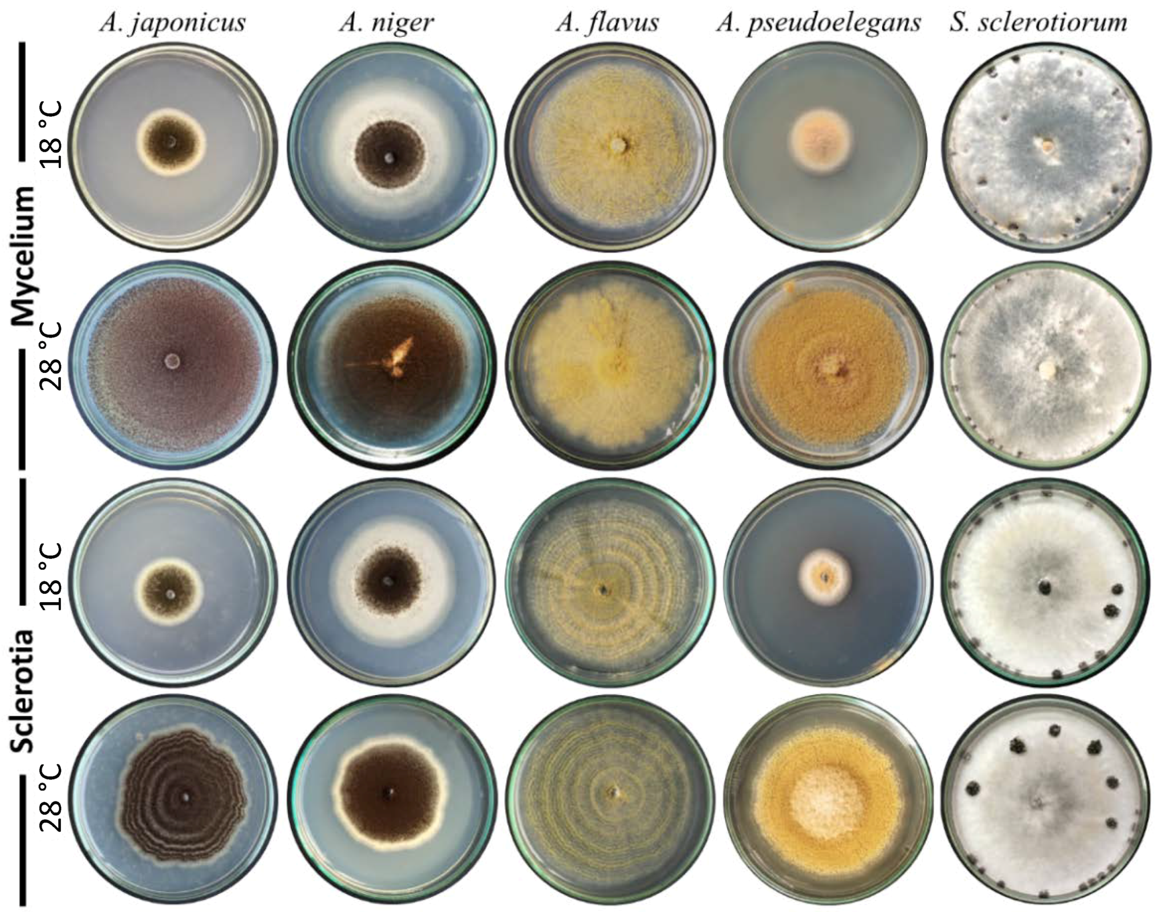 Jof 08 00626 g005 Jof 08 00626 g005