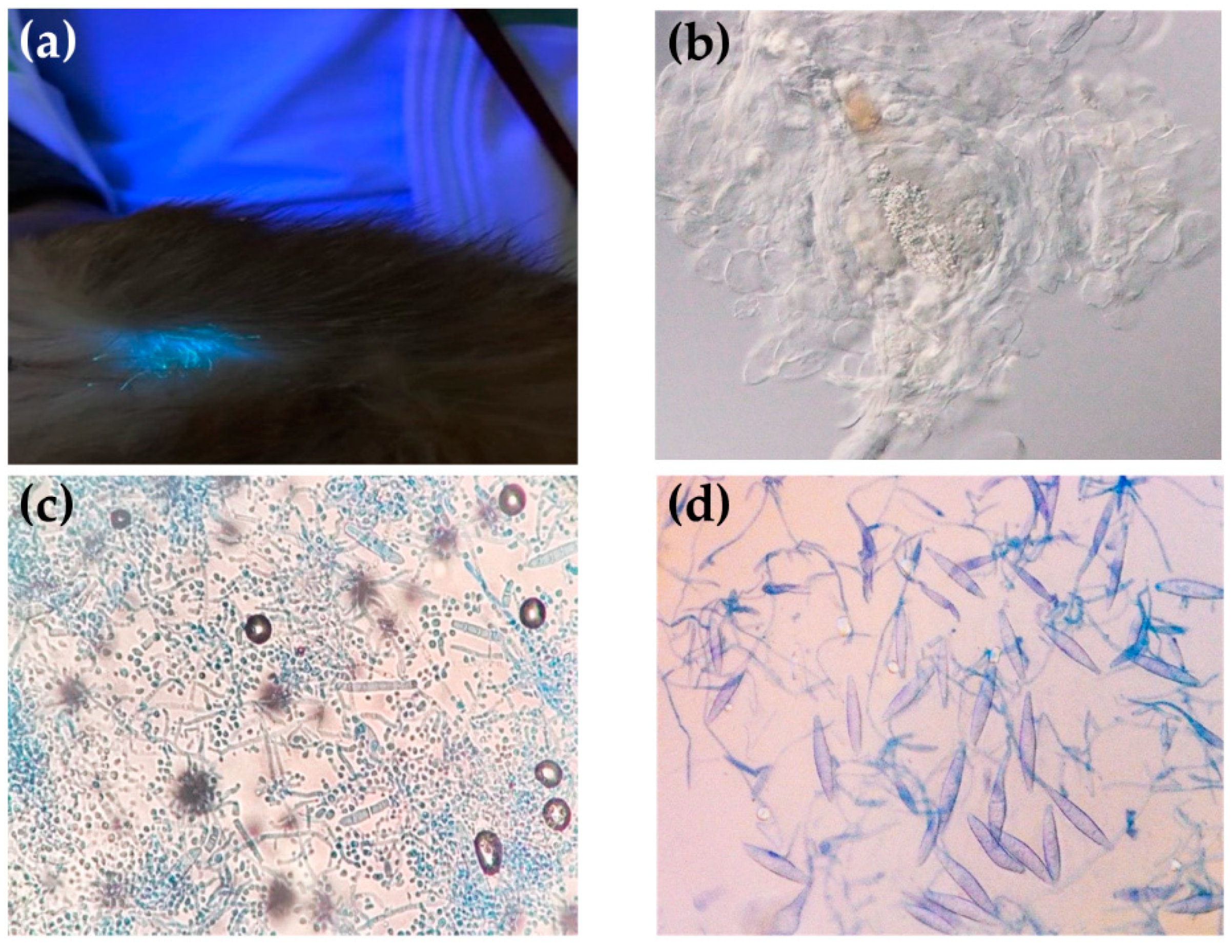 Prevalence and Risk Factors of Zoonotic Dermatophyte Infection in Pet ...