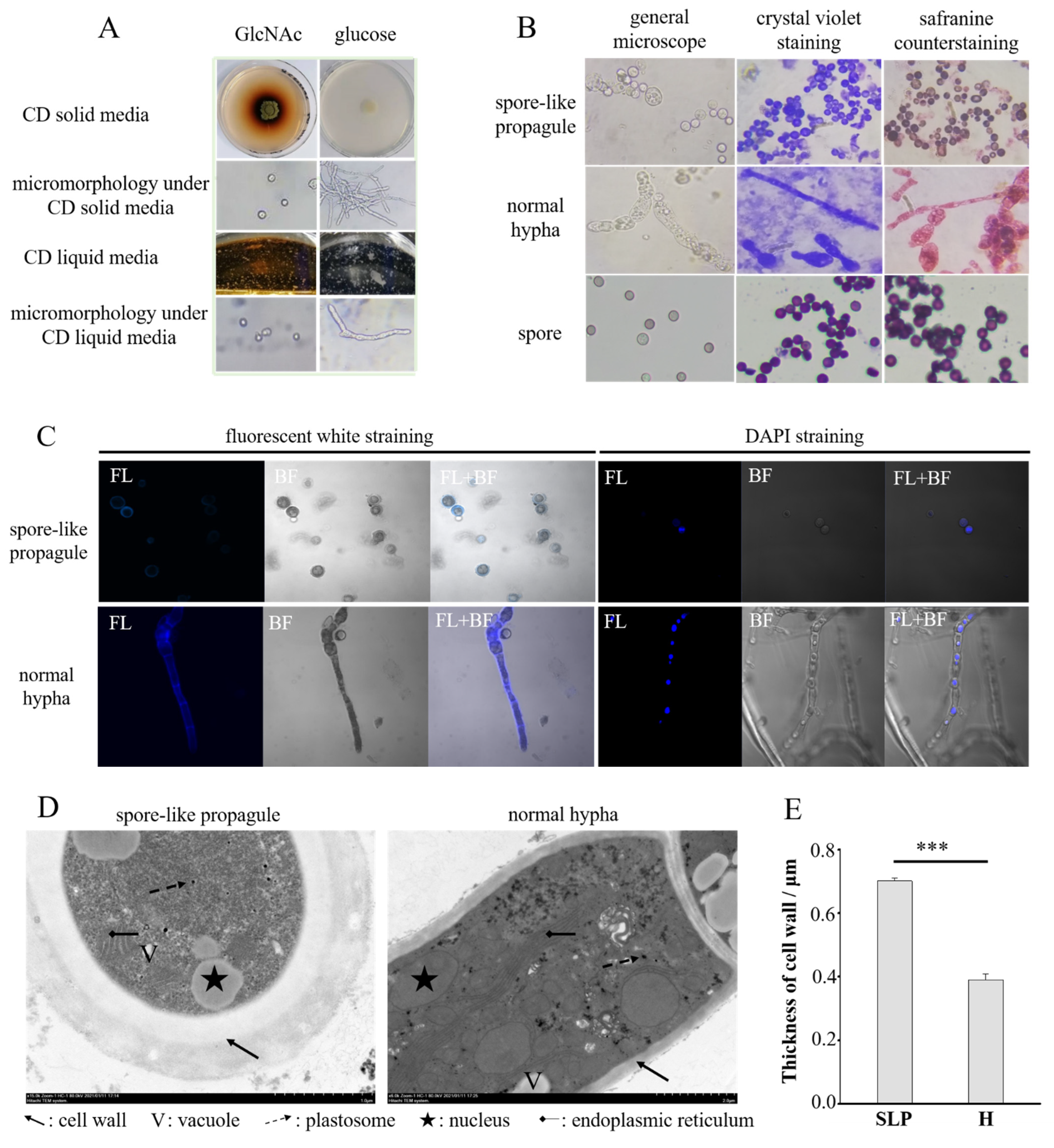 Jof 08 00679 g001 Jof 08 00679 g001