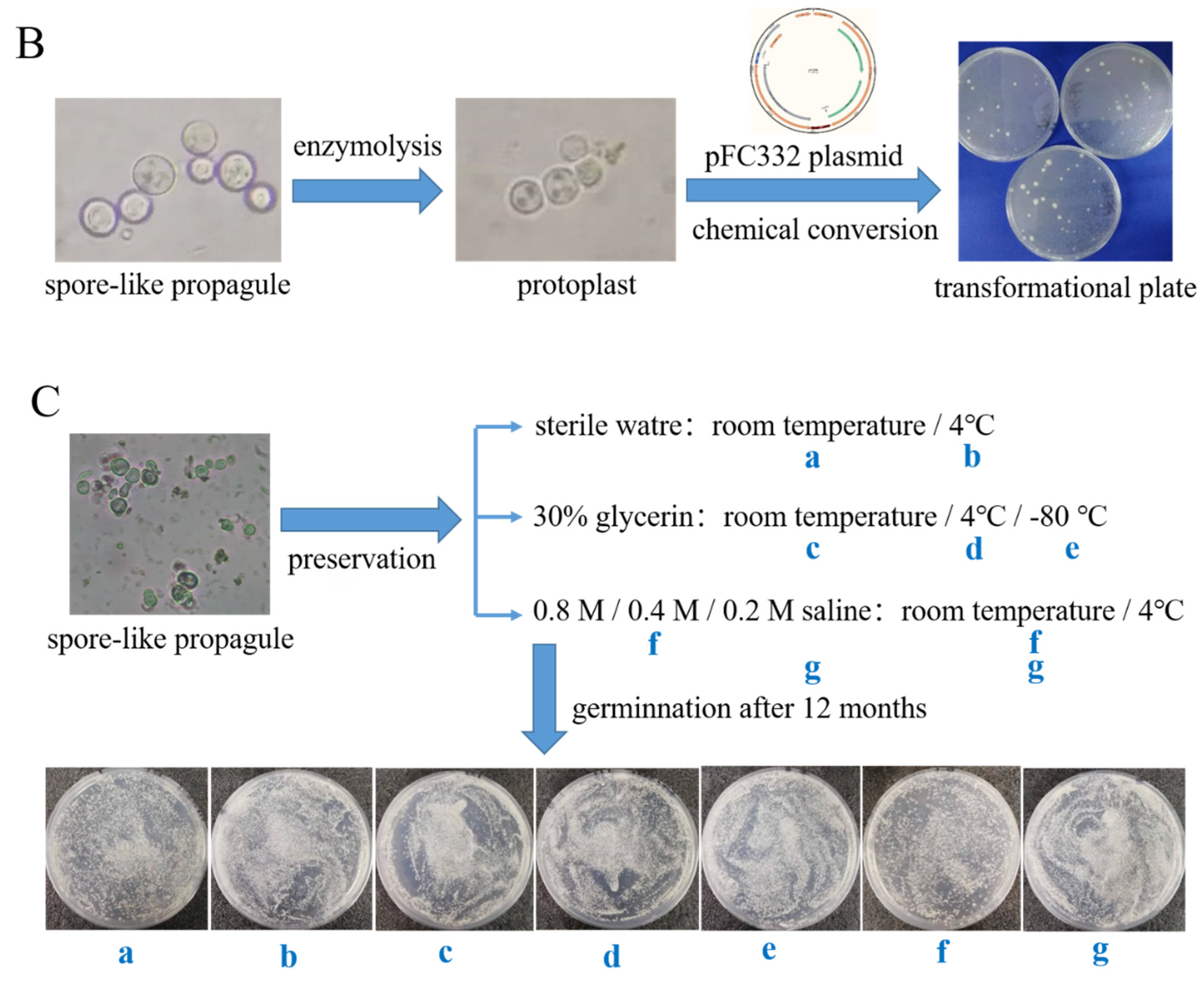 Jof 08 00679 g002b Jof 08 00679 g002b