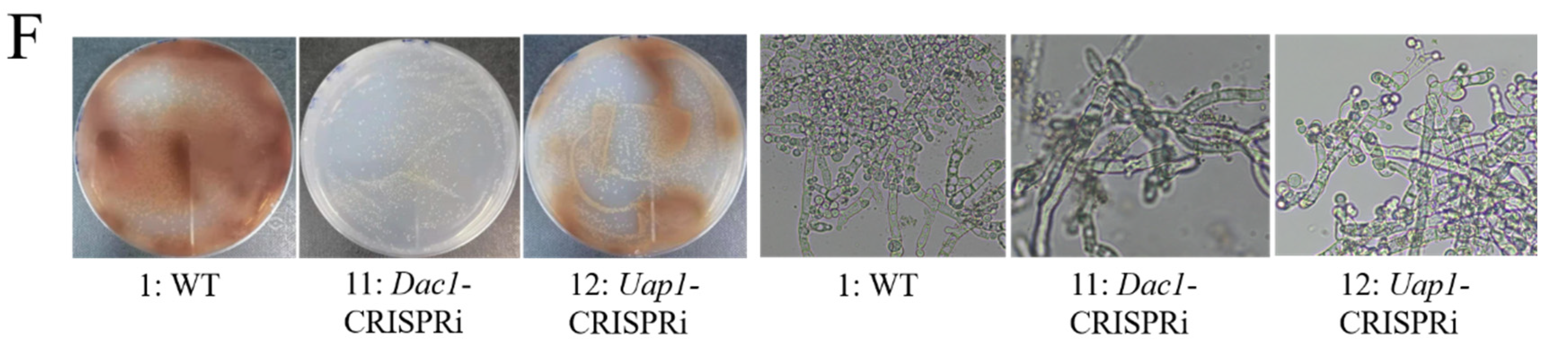 Jof 08 00679 g004b Jof 08 00679 g004b