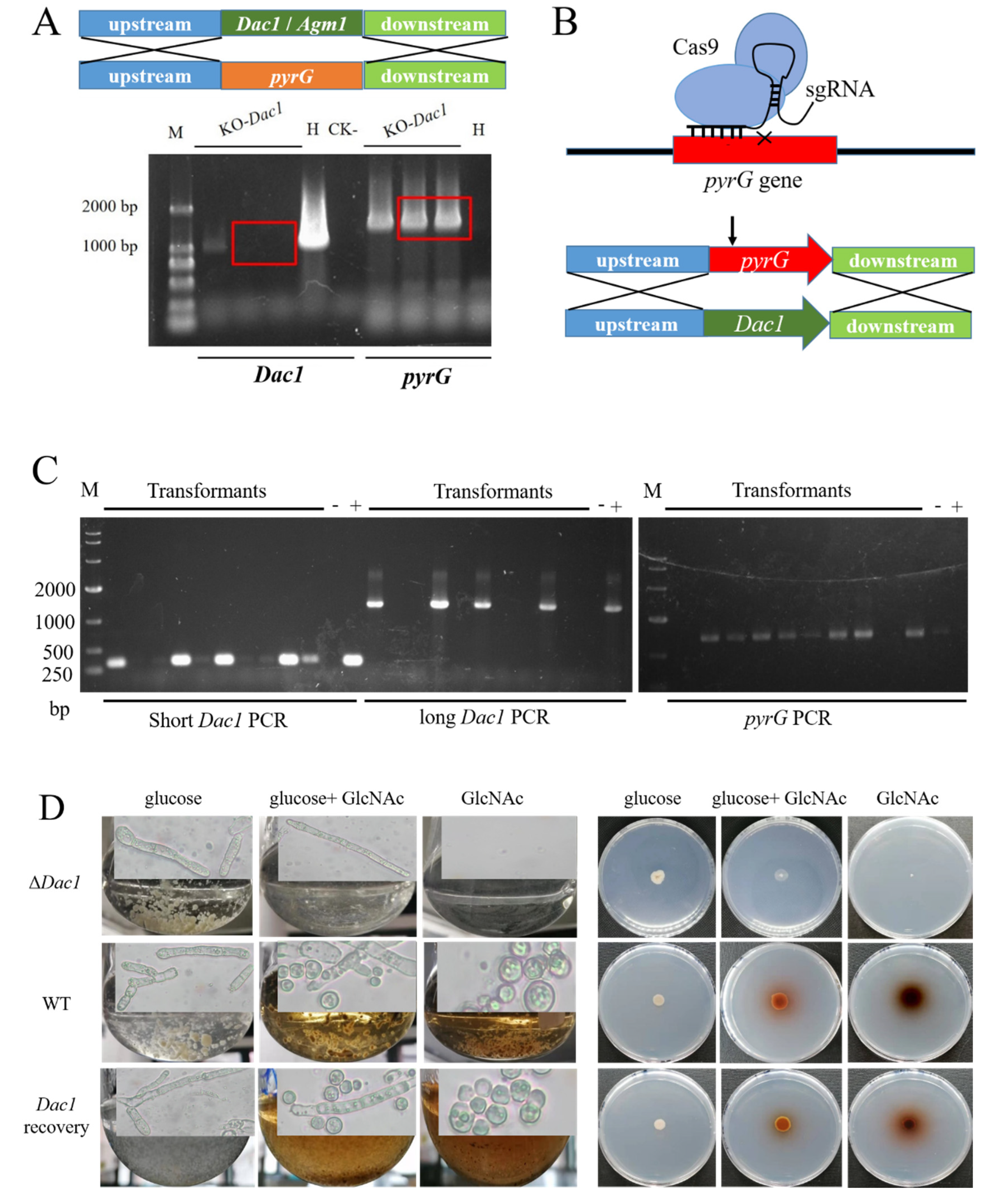 Jof 08 00679 g005 Jof 08 00679 g005