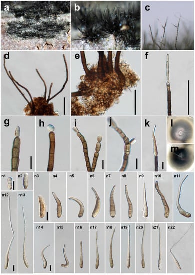 Jof 08 00712 g002 550