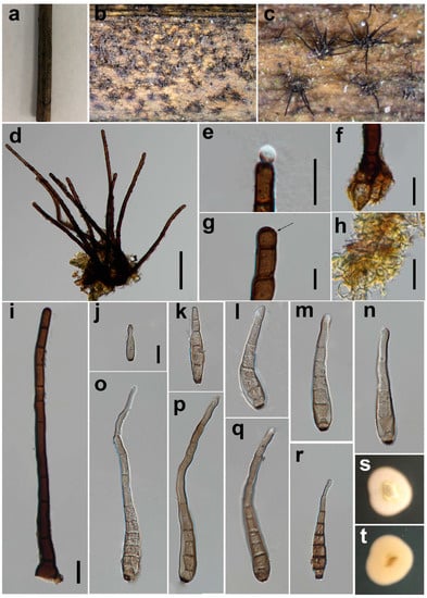 Jof 08 00712 g003 550