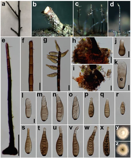 Jof 08 00712 g004 550