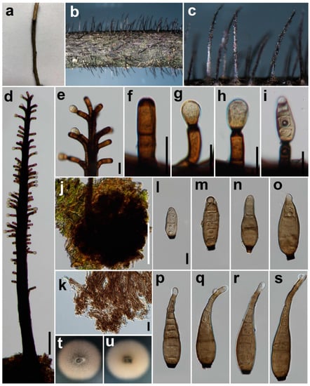 Jof 08 00712 g006 550