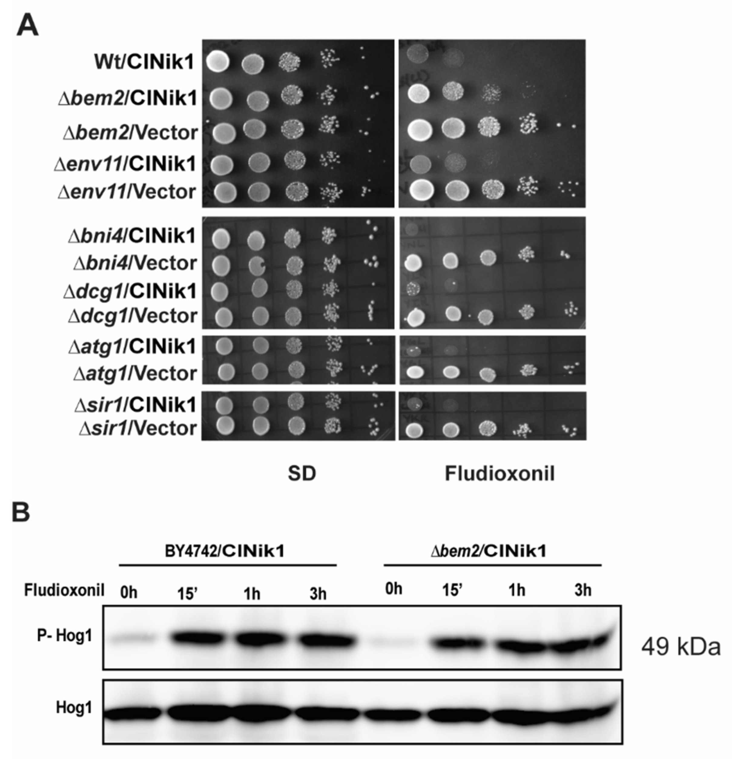 Jof 08 00754 g001 Jof 08 00754 g001