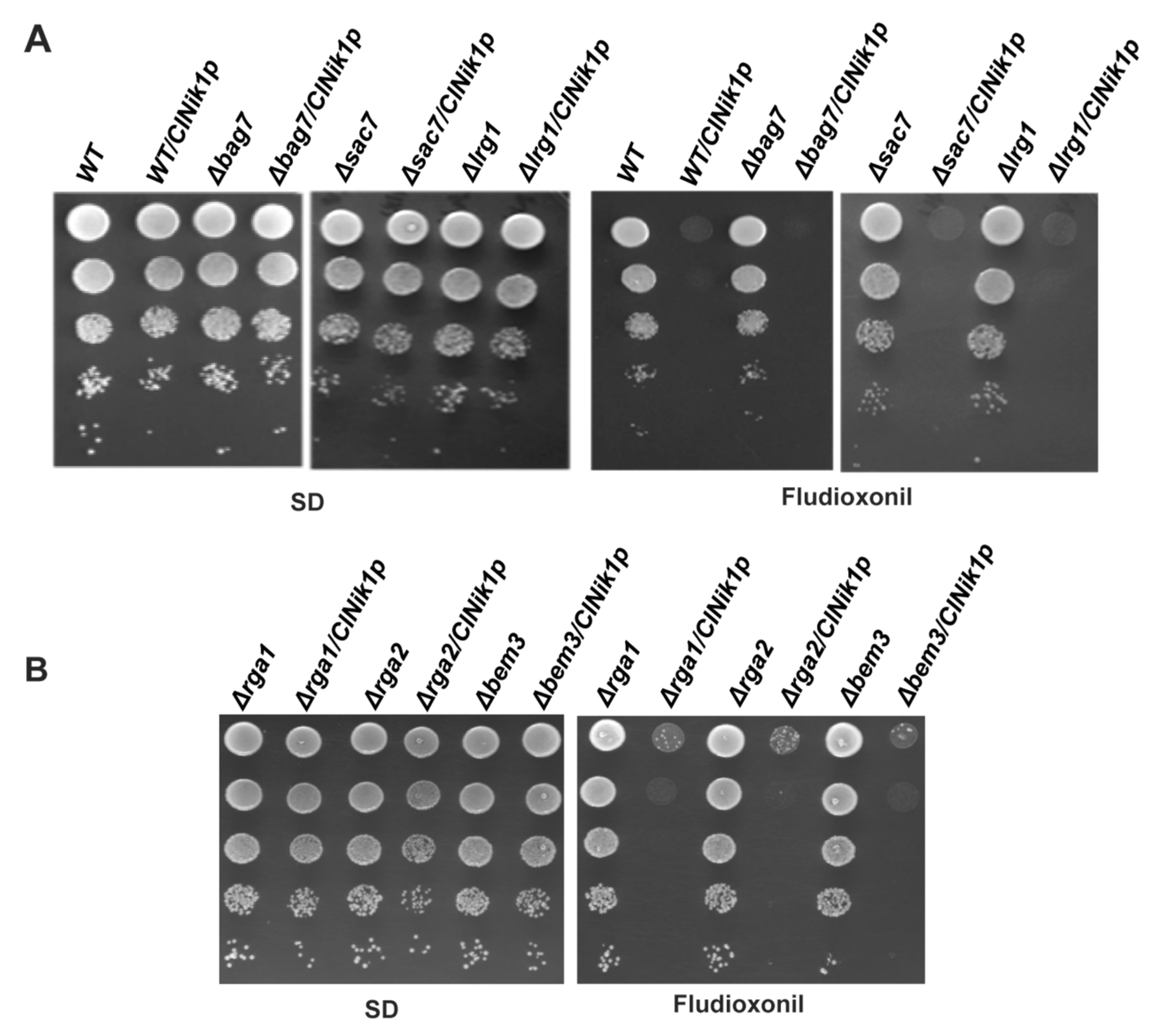 Jof 08 00754 g002 Jof 08 00754 g002
