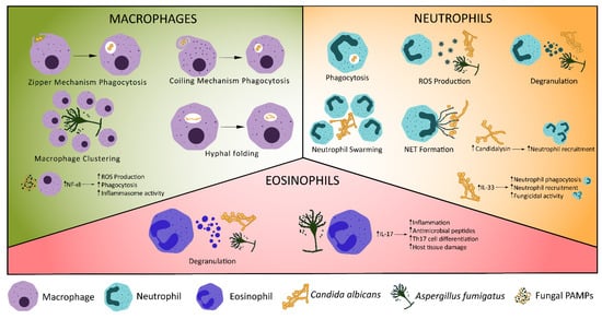 Jof 08 00805 g001 550