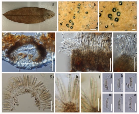 Jof 08 00907 g004 550