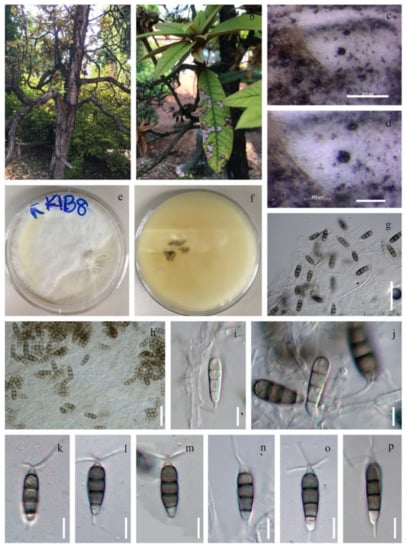 Jof 08 00907 g006 550