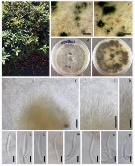 Jof 08 00907 g007 550