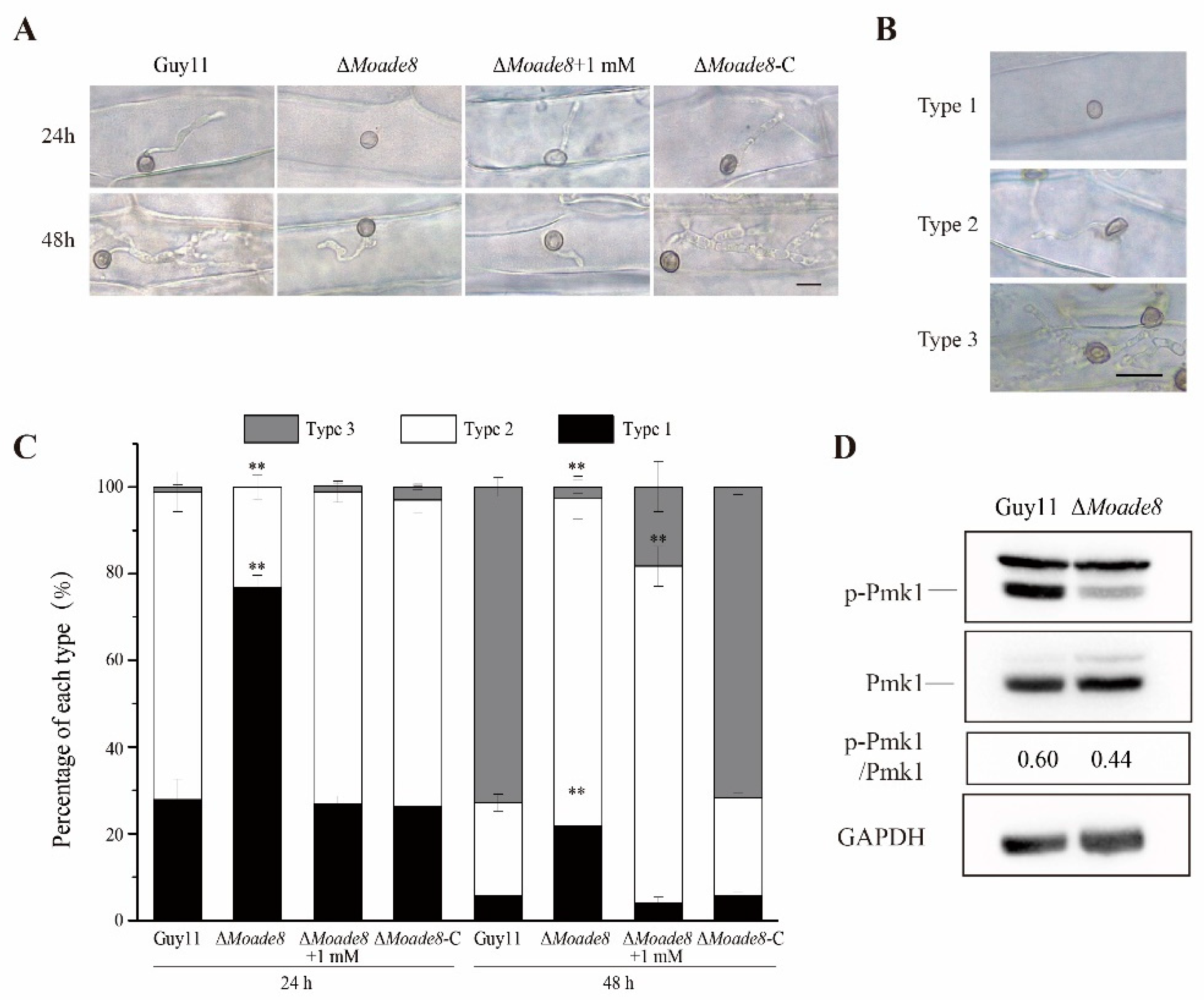 Jof 08 00915 g005 Jof 08 00915 g005
