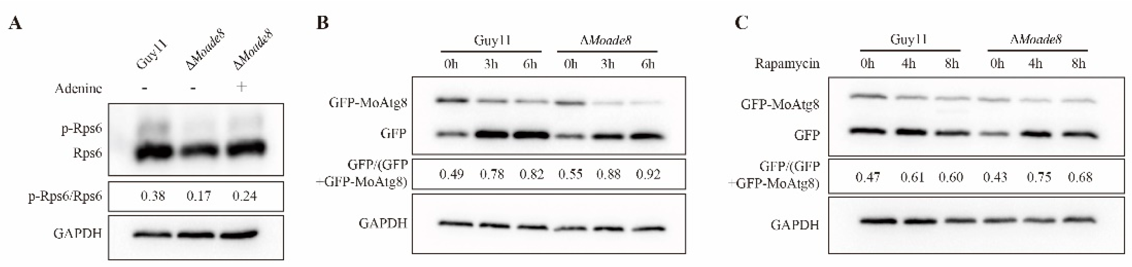 Jof 08 00915 g008 Jof 08 00915 g008