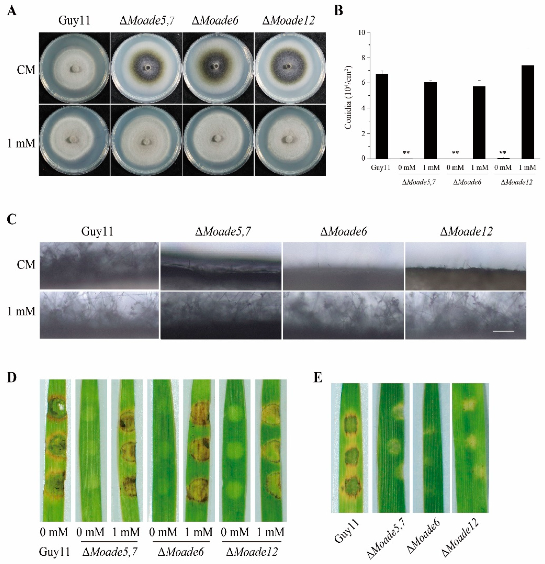 Jof 08 00915 g009 Jof 08 00915 g009