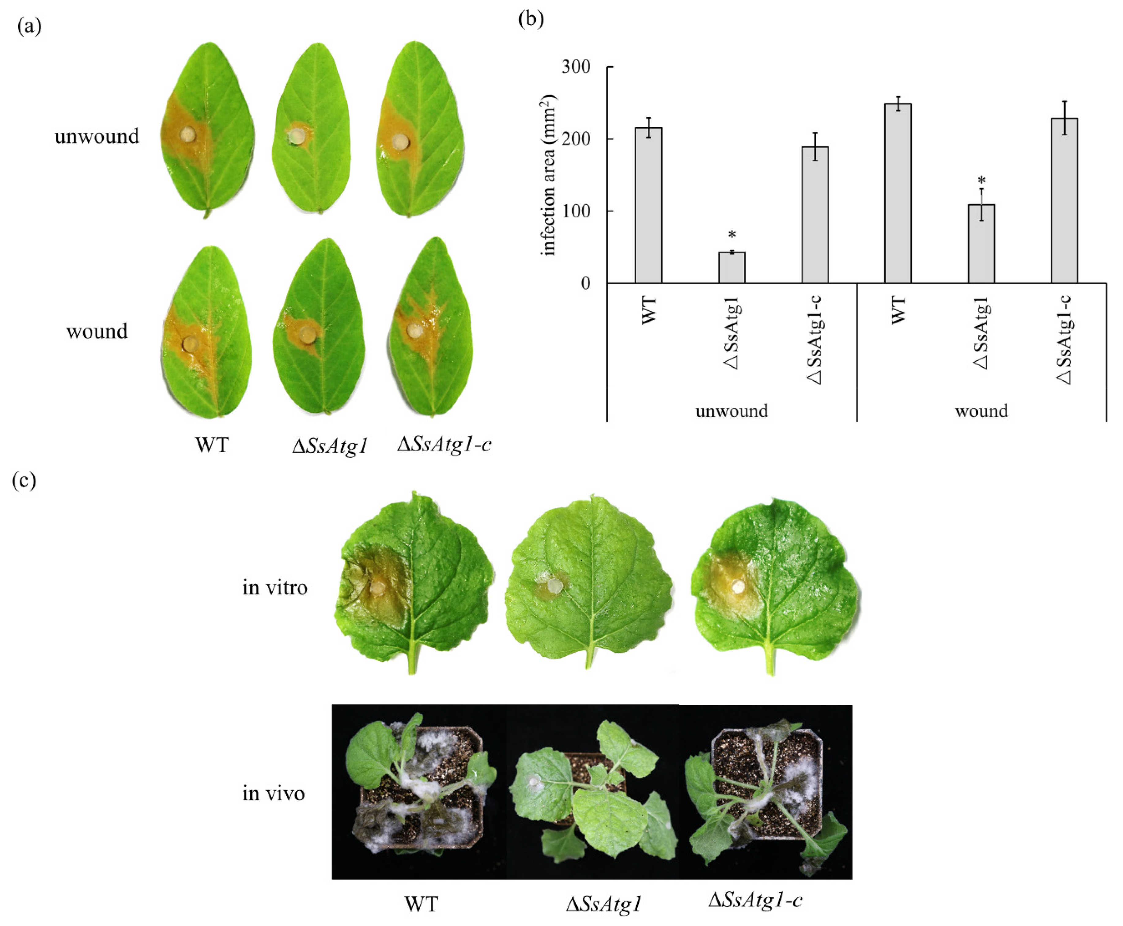 Jof 08 01314 g006 Jof 08 01314 g006