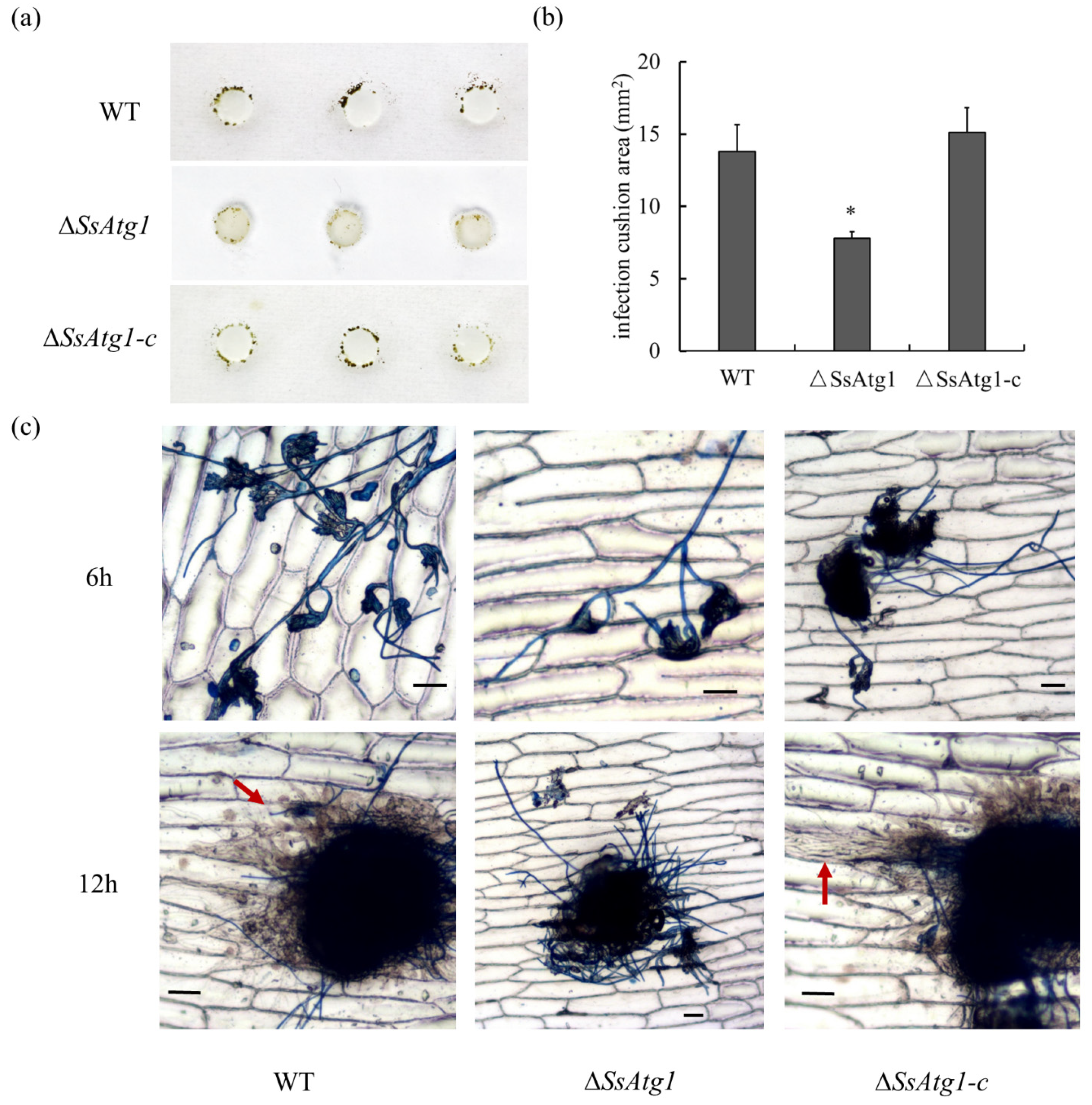 Jof 08 01314 g007 Jof 08 01314 g007
