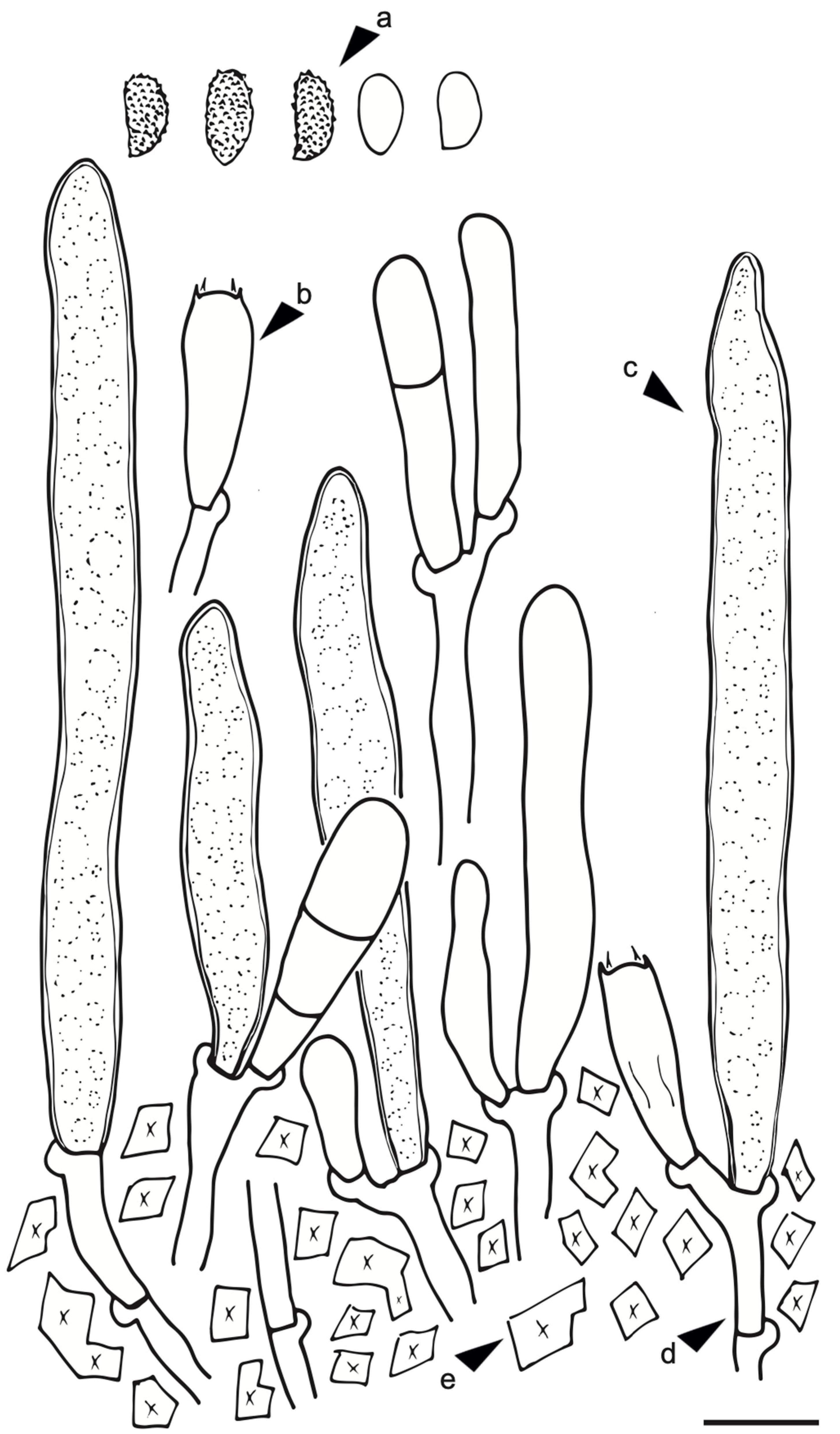 Jof 09 00054 g003 Jof 09 00054 g003