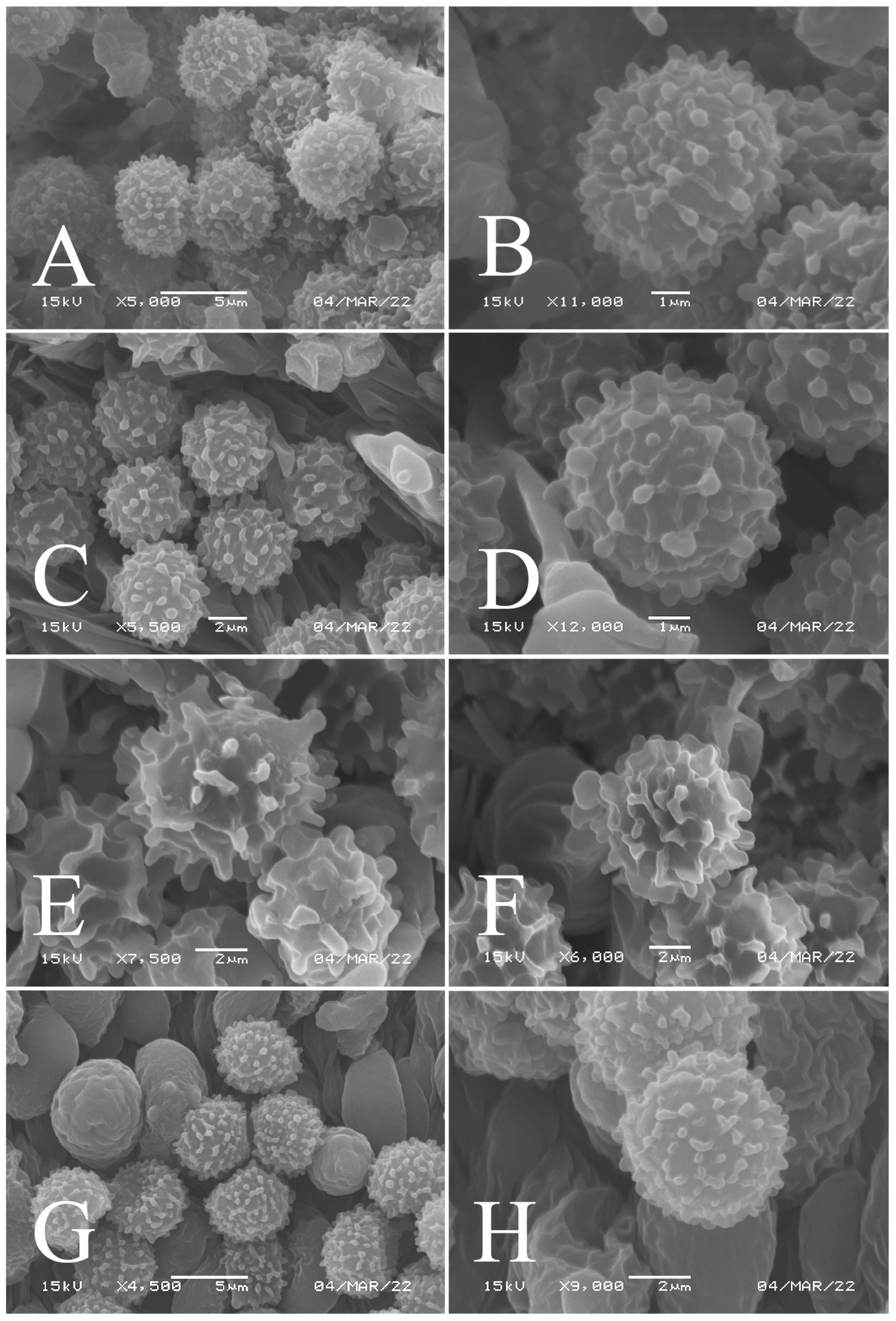 Jof 09 00061 g003 Jof 09 00061 g003