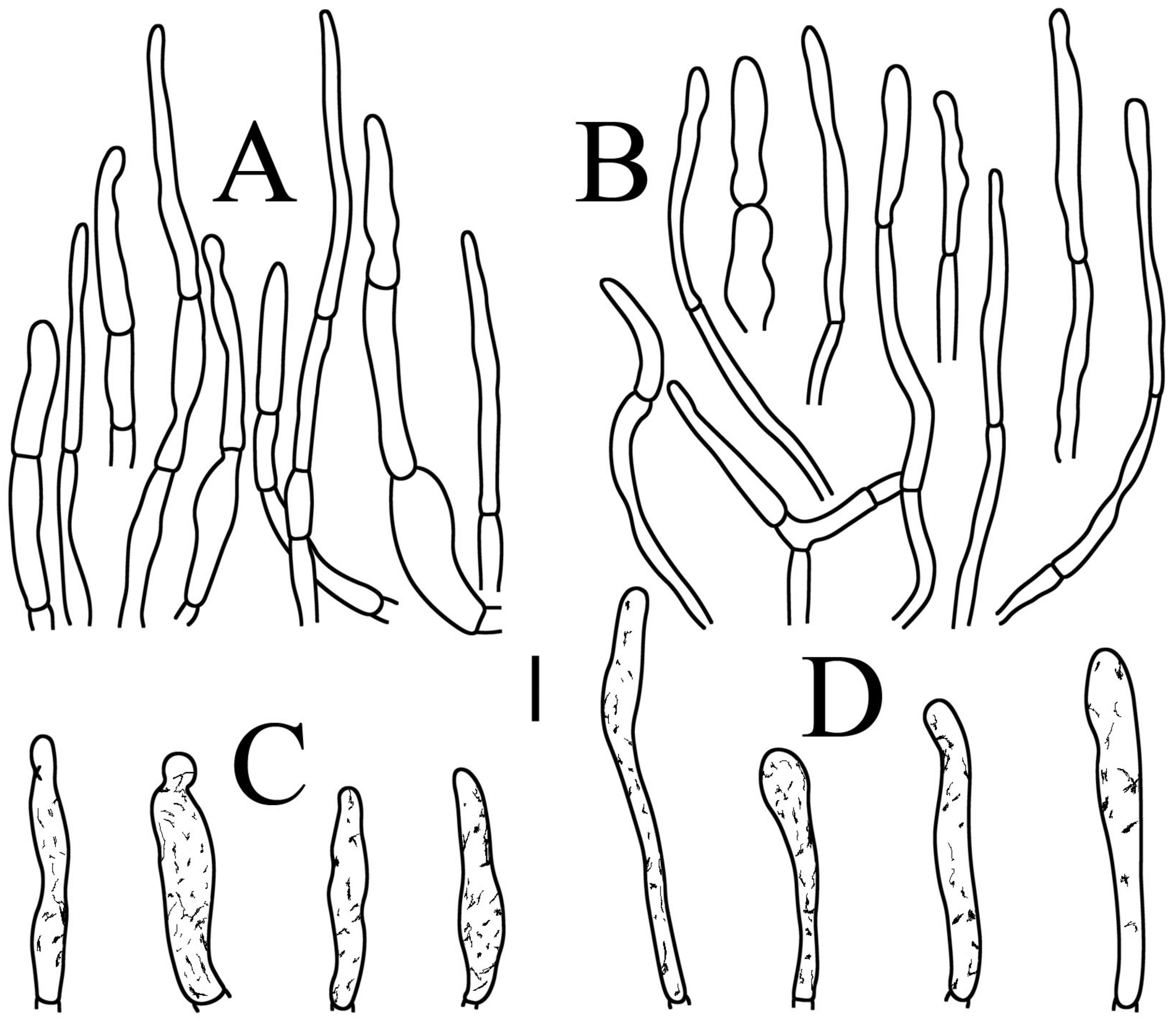 Jof 09 00061 g005 Jof 09 00061 g005