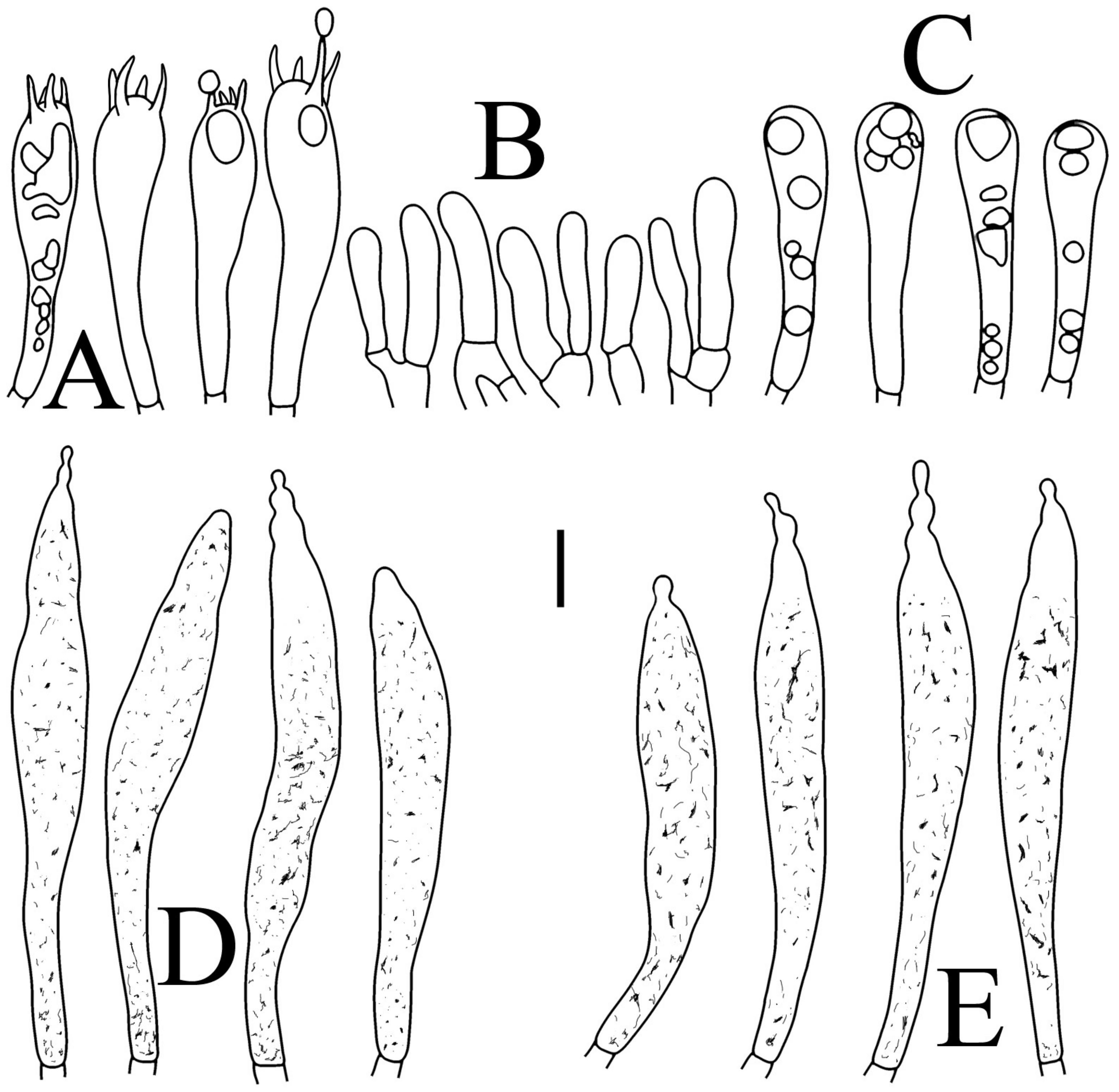 Jof 09 00061 g006 Jof 09 00061 g006