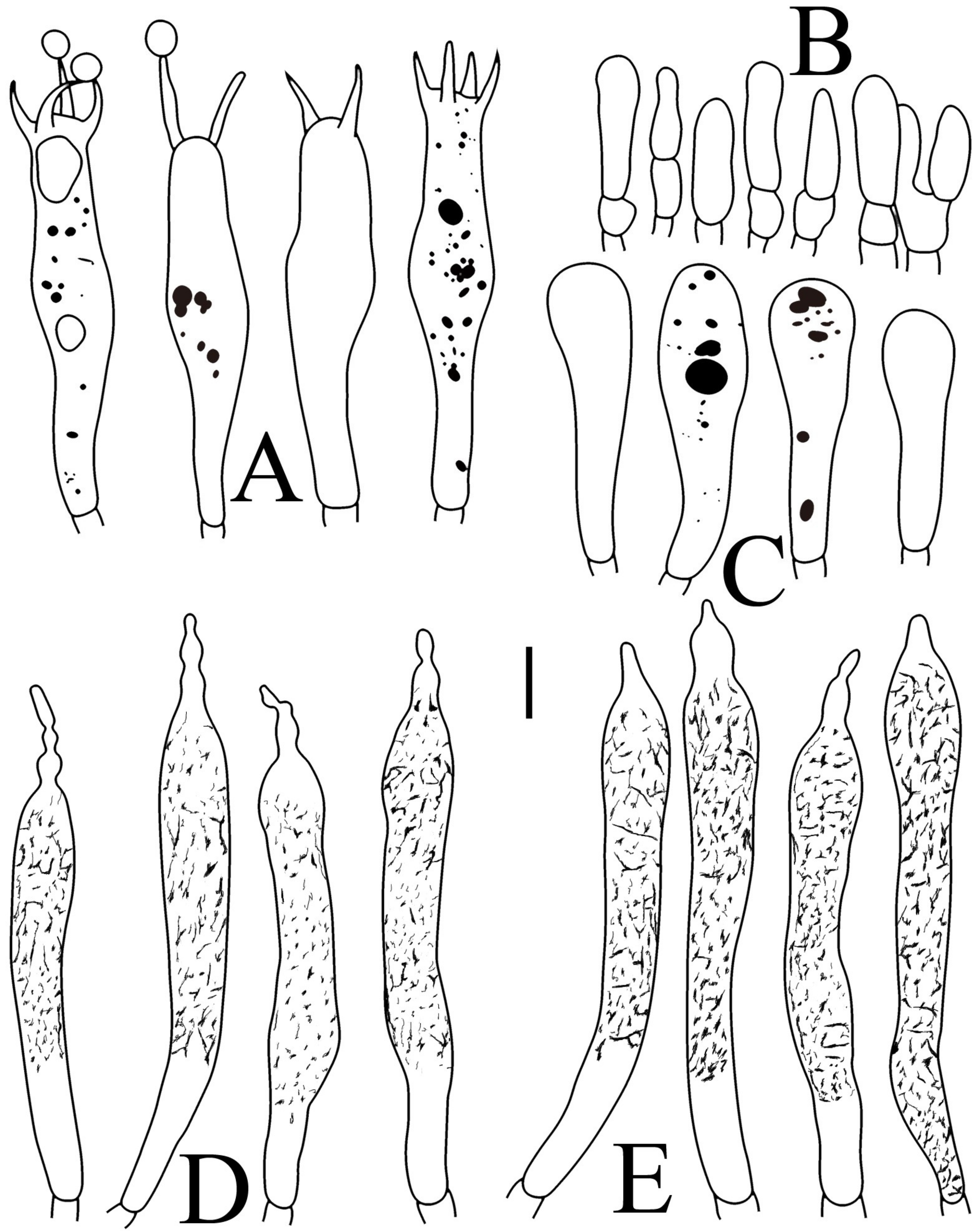 Jof 09 00061 g008 Jof 09 00061 g008