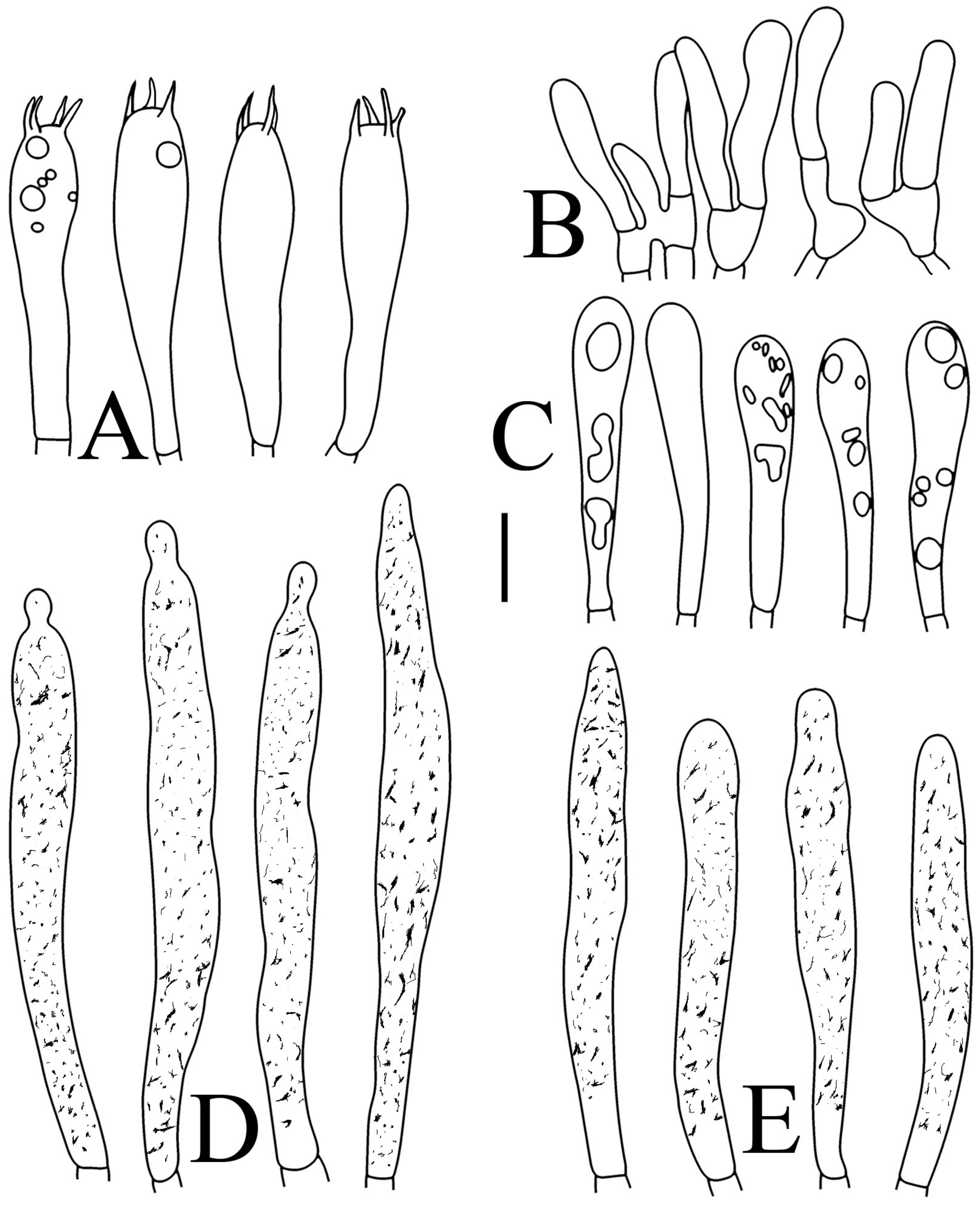 Jof 09 00061 g010 Jof 09 00061 g010