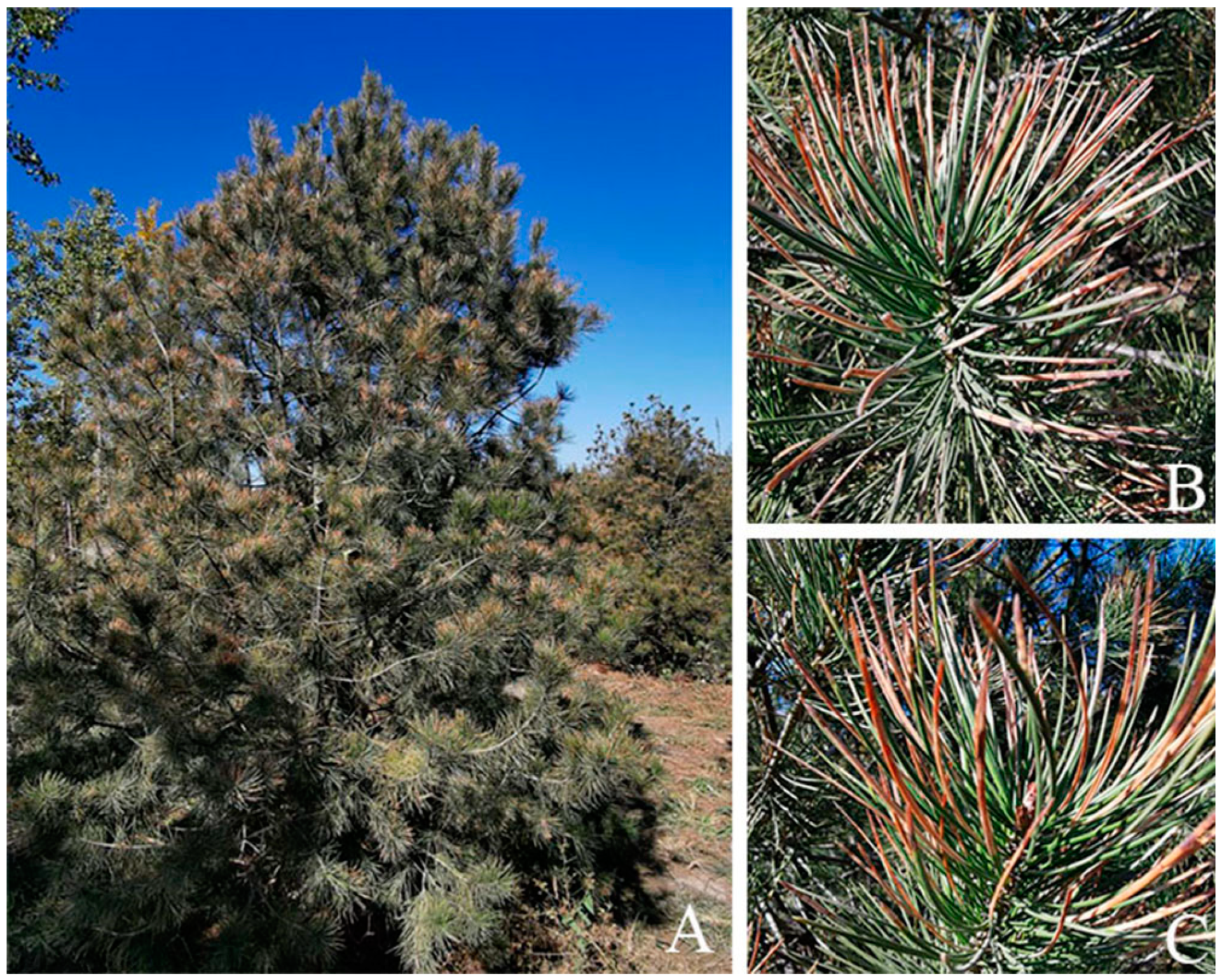 Jof 09 00071 g001 Jof 09 00071 g001