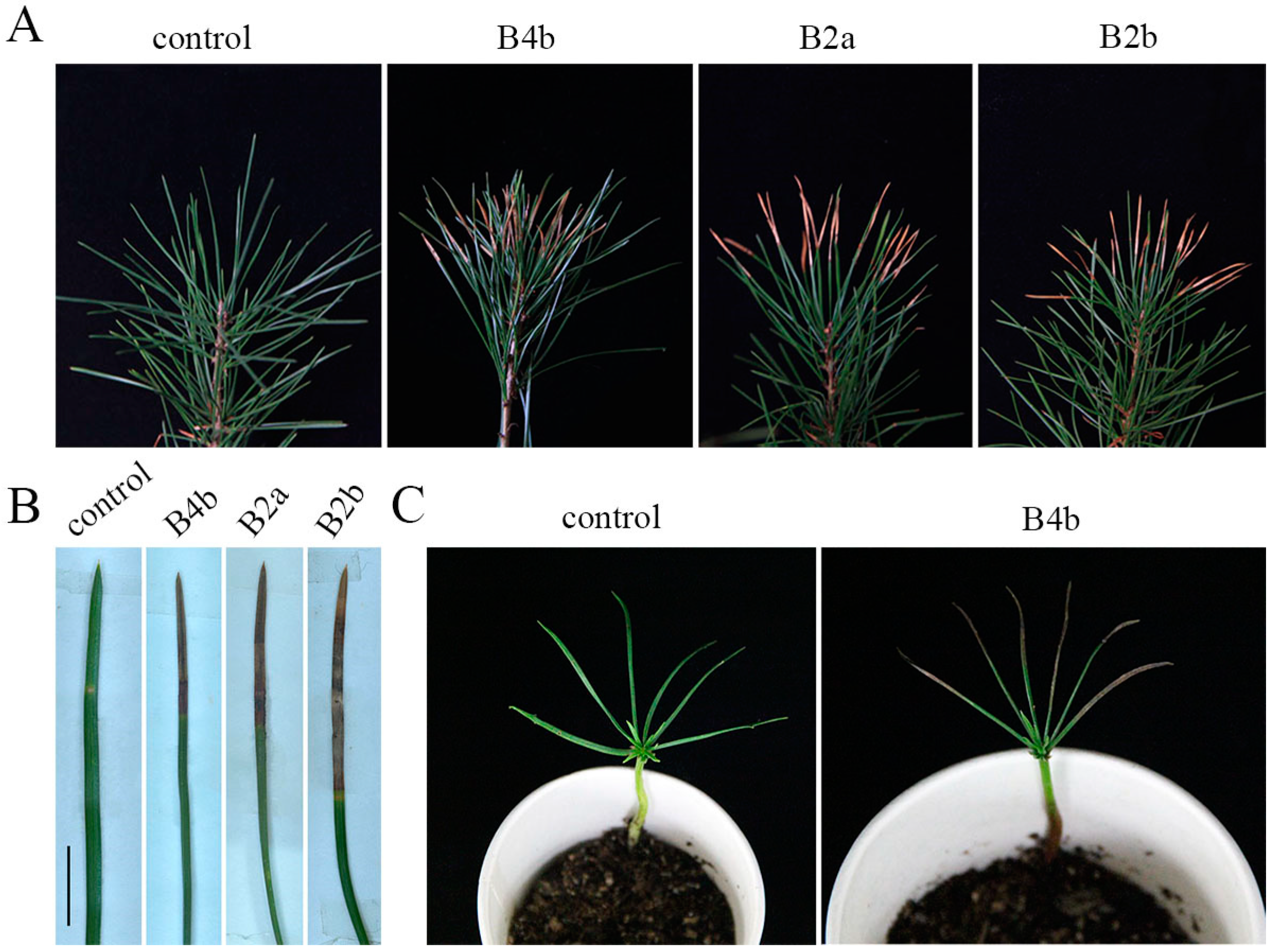 Jof 09 00071 g002 Jof 09 00071 g002
