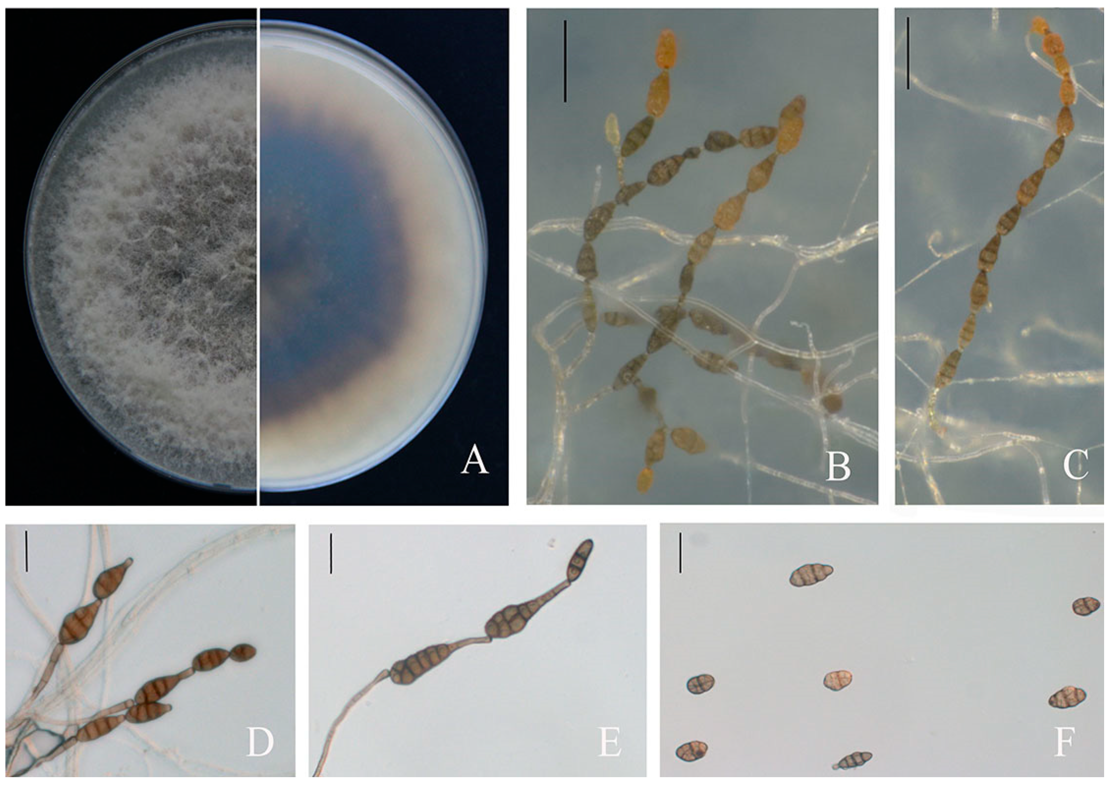 Jof 09 00071 g003 Jof 09 00071 g003