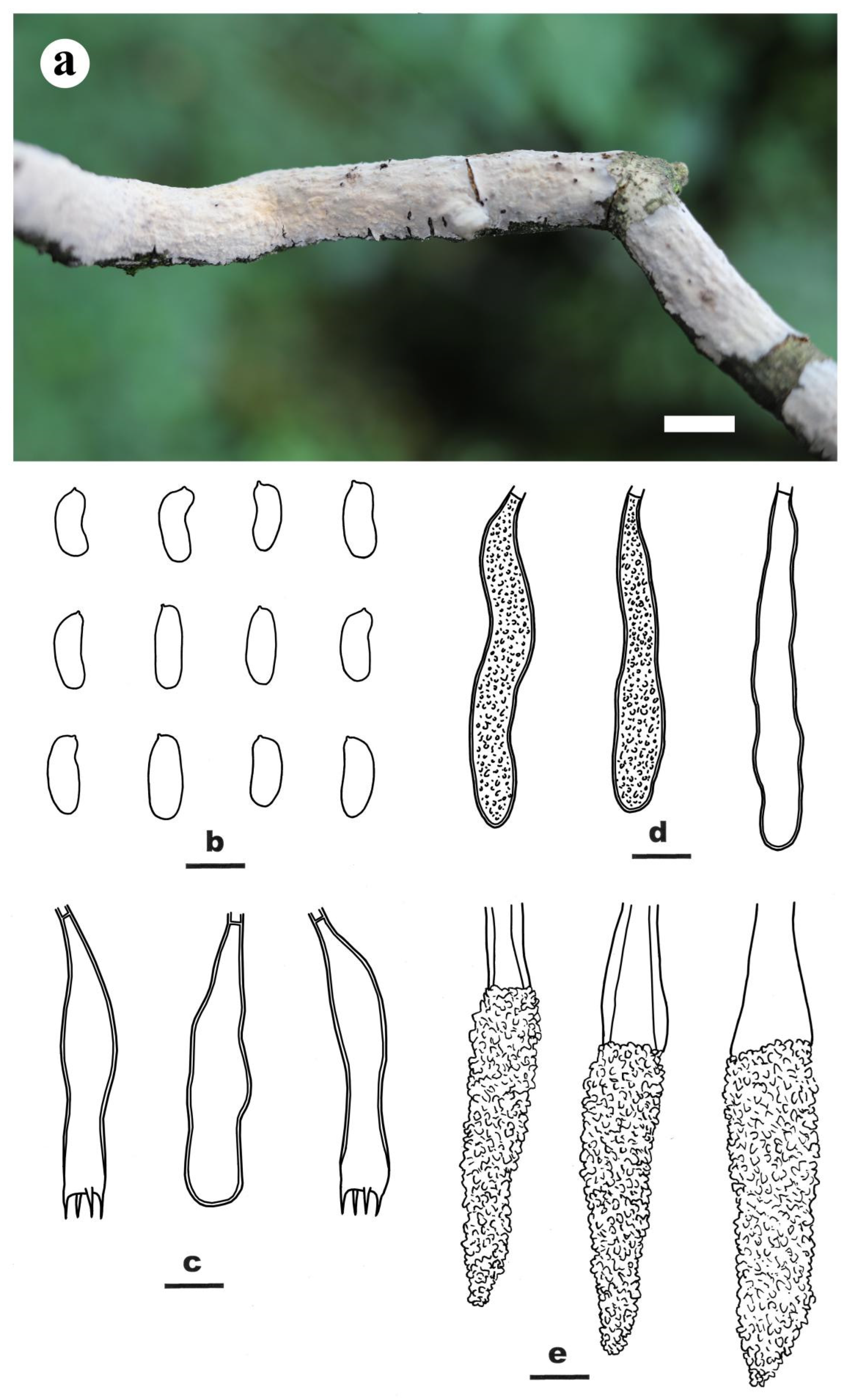 Jof 09 00093 g004 Jof 09 00093 g004